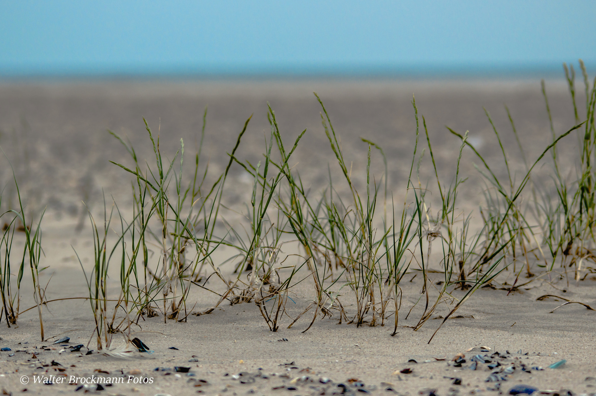 Sigma 150-500mm F5-6.3 DG OS HSM sample photo. Strand photography