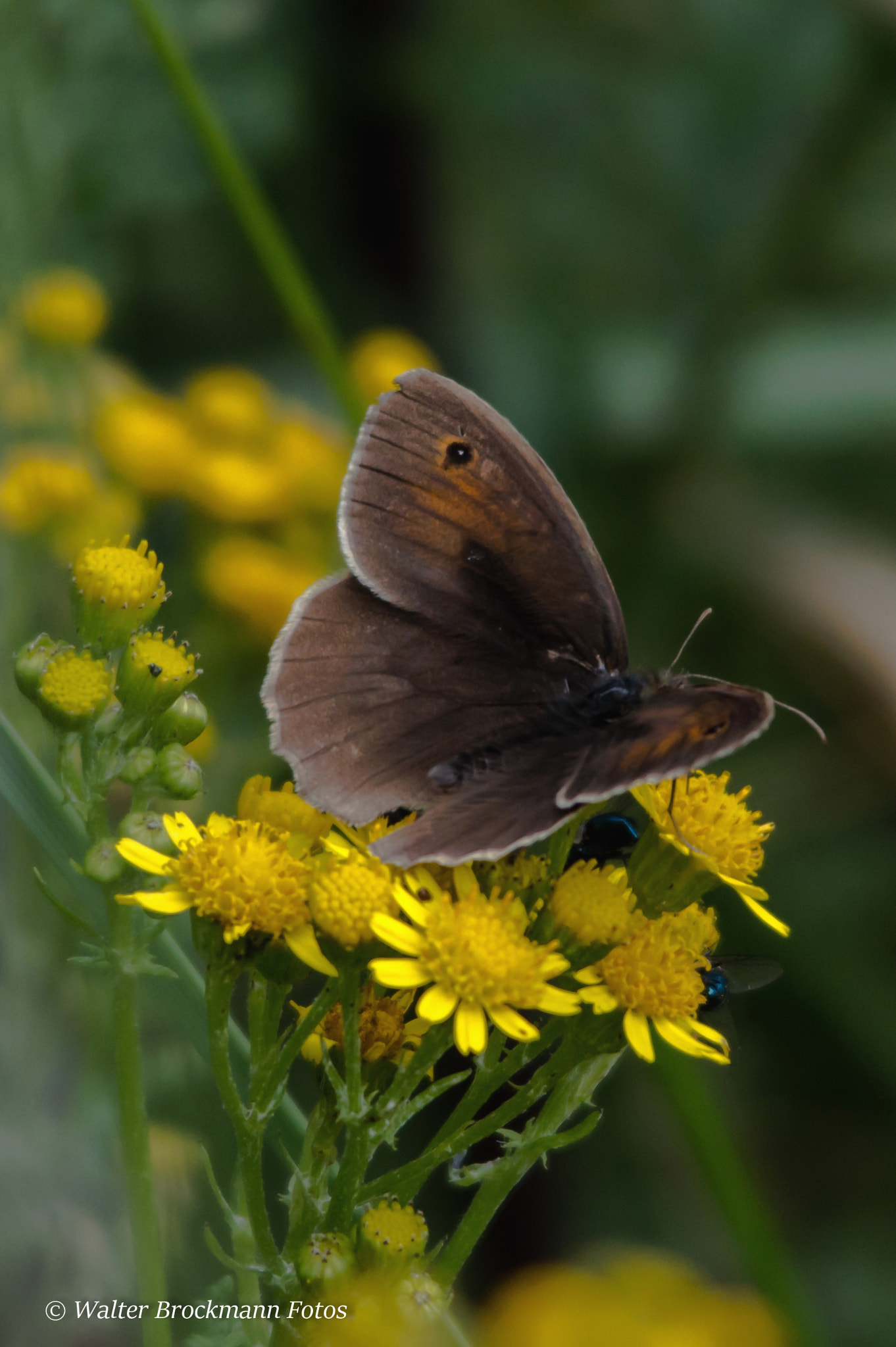 Sigma 150-500mm F5-6.3 DG OS HSM sample photo. Schmetterling/butterfly photography