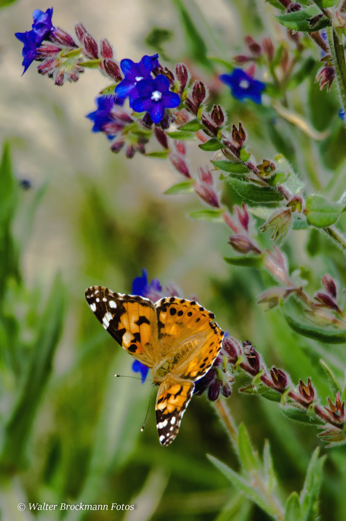 Sigma 150-500mm F5-6.3 DG OS HSM sample photo. Schmetterling/butterfly photography