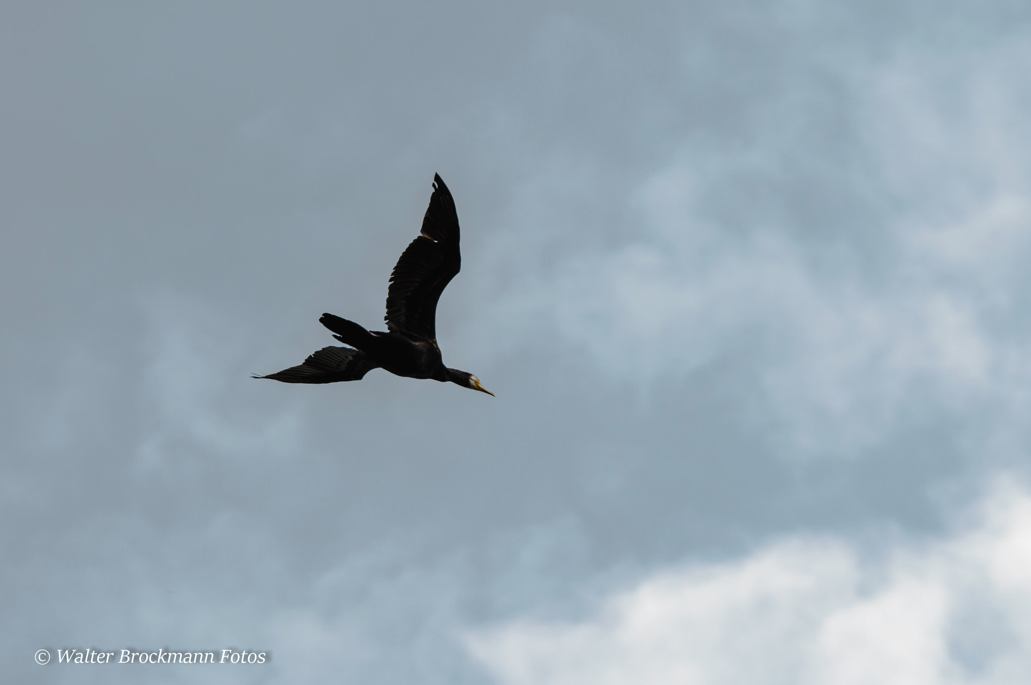 Sigma 150-500mm F5-6.3 DG OS HSM sample photo. Kormoran photography