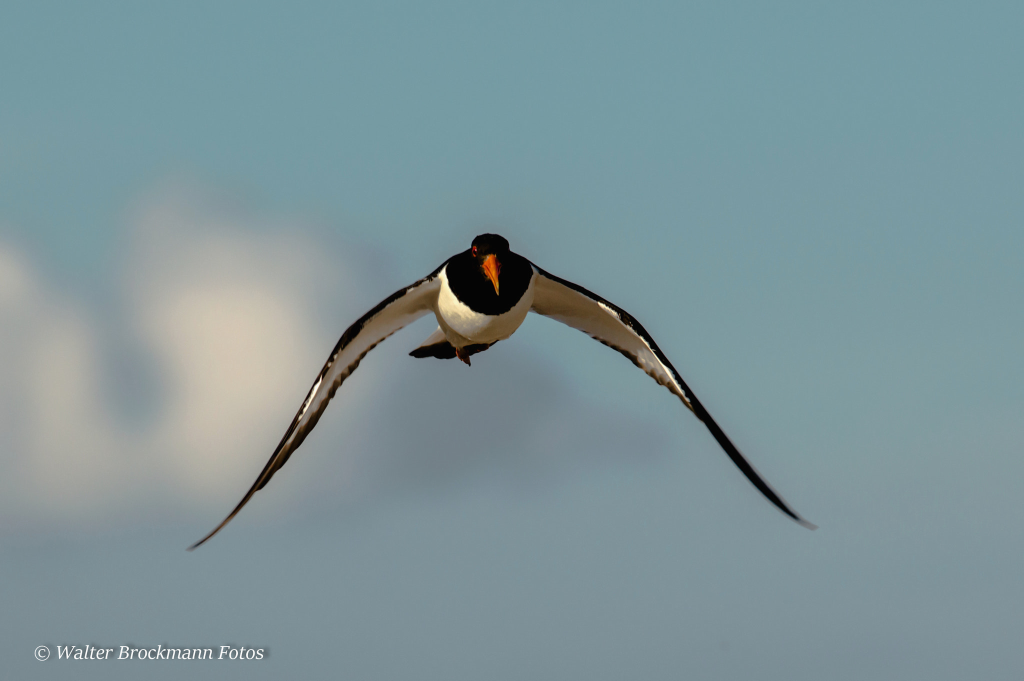 Sigma 150-500mm F5-6.3 DG OS HSM sample photo. Austernfischer photography