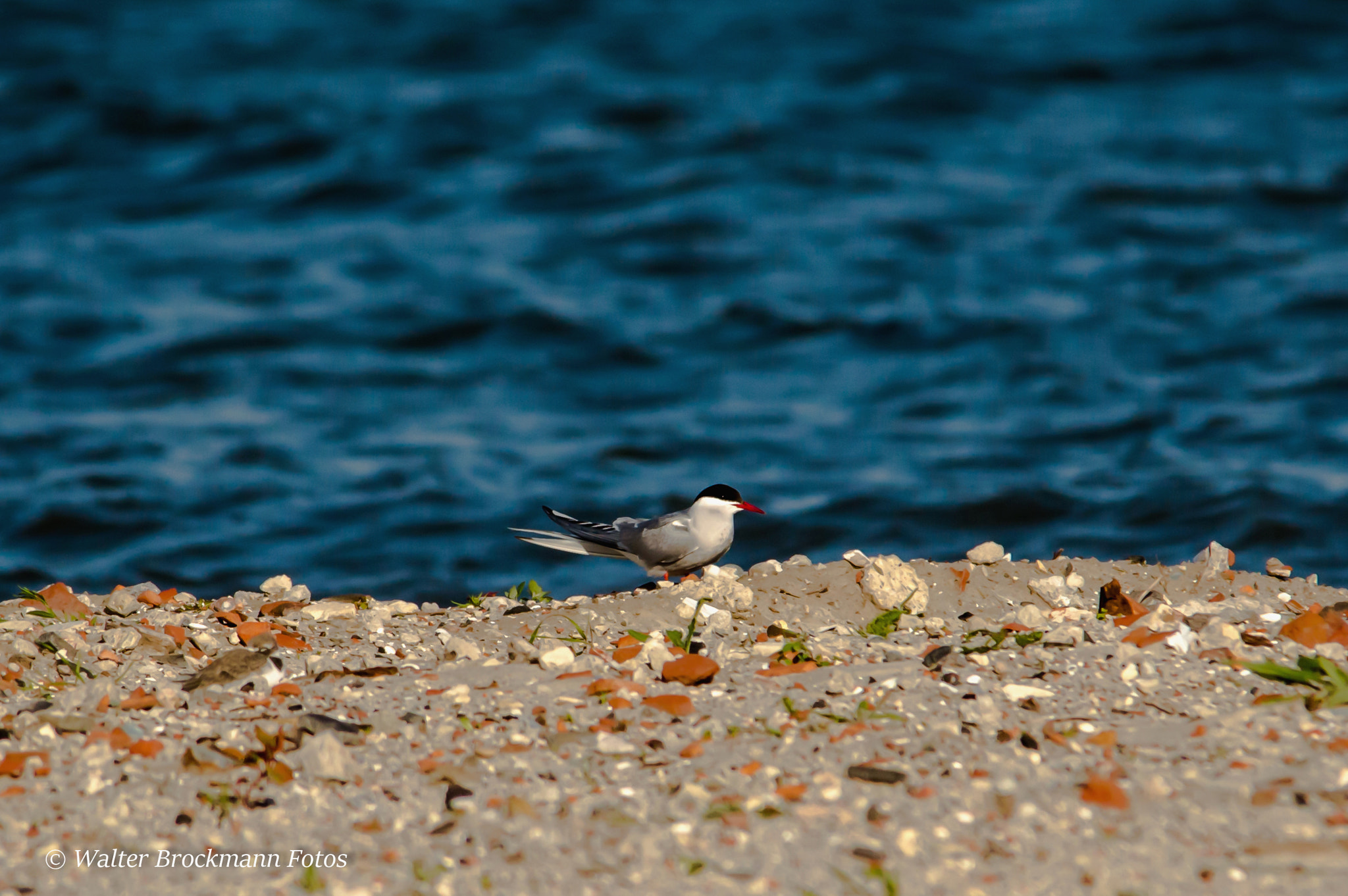 Sigma 150-500mm F5-6.3 DG OS HSM sample photo. Flußseeschwalbe photography