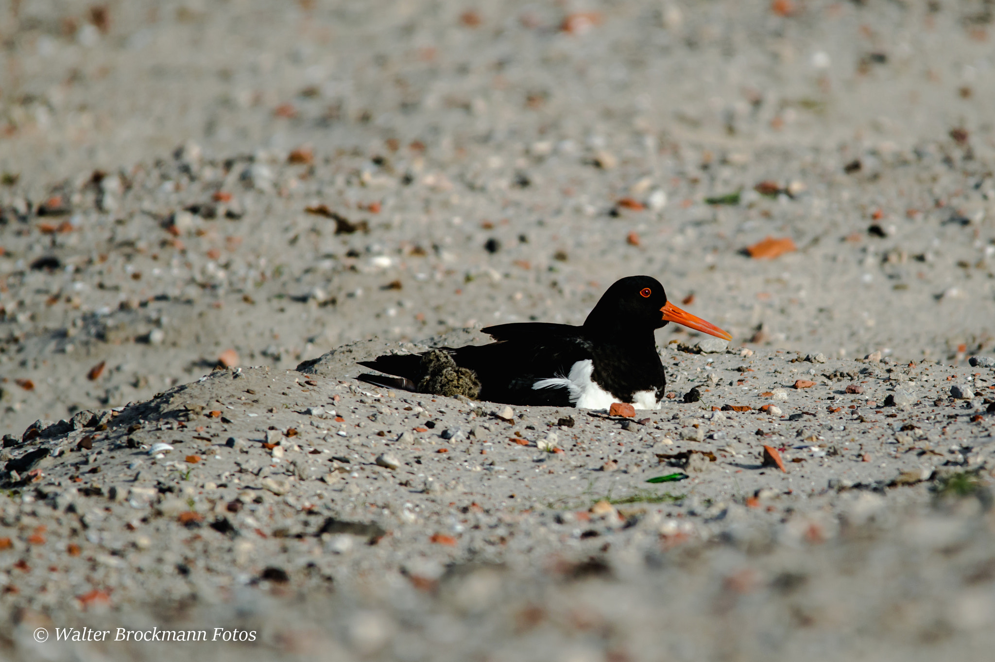Sigma 150-500mm F5-6.3 DG OS HSM sample photo. Austernfischer photography