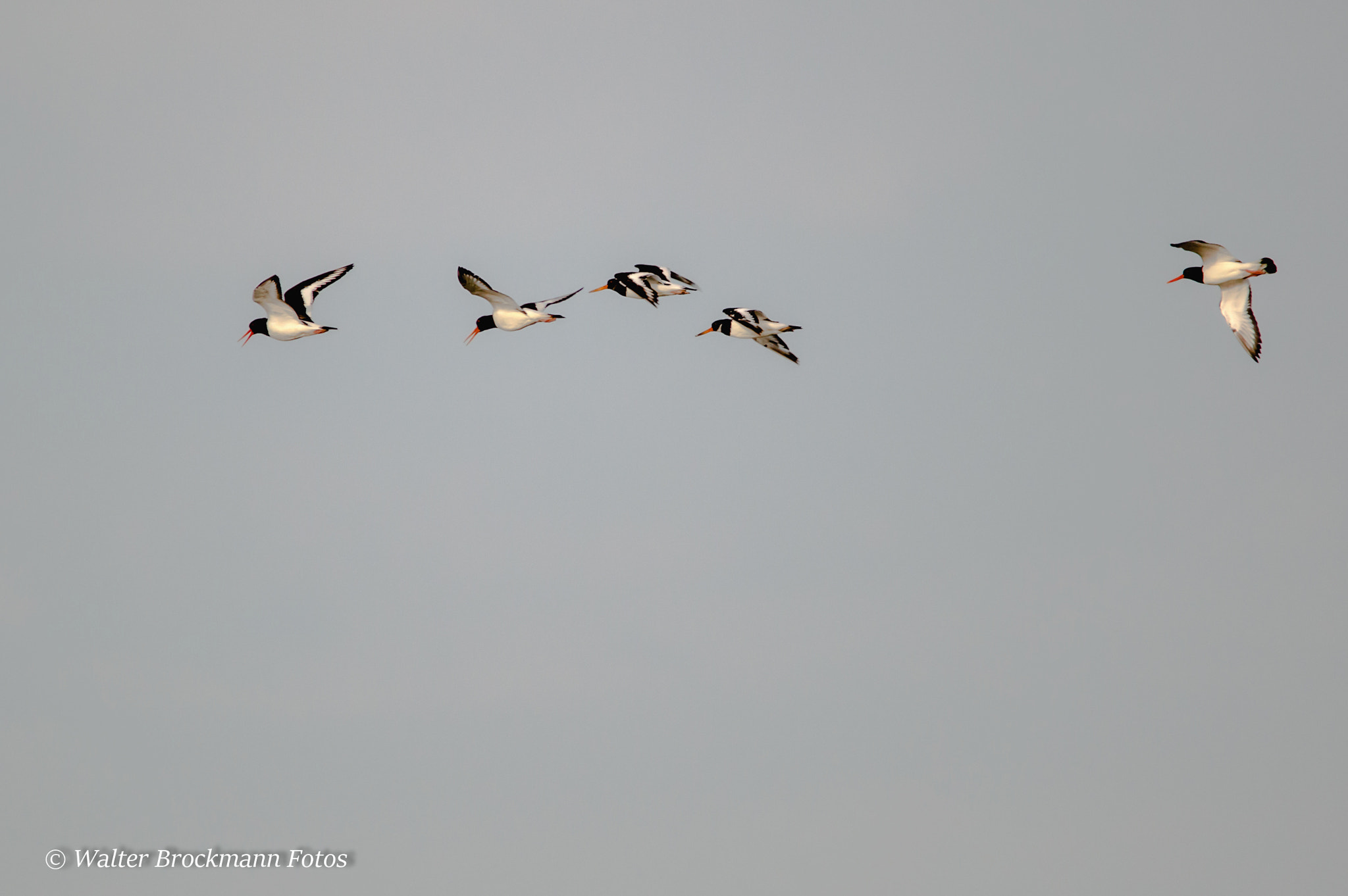 Sigma 150-500mm F5-6.3 DG OS HSM sample photo. Austernfischer photography