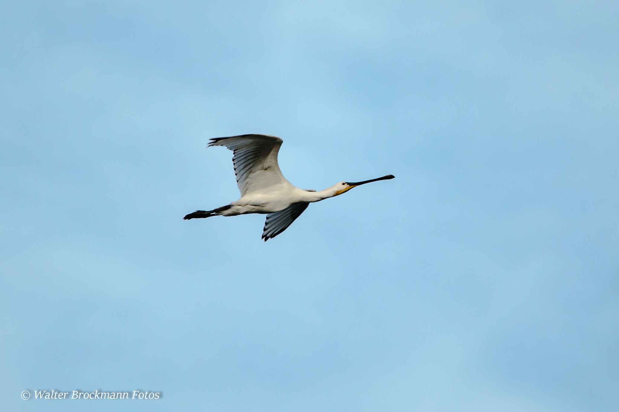 Sigma 150-500mm F5-6.3 DG OS HSM sample photo. Löffler photography