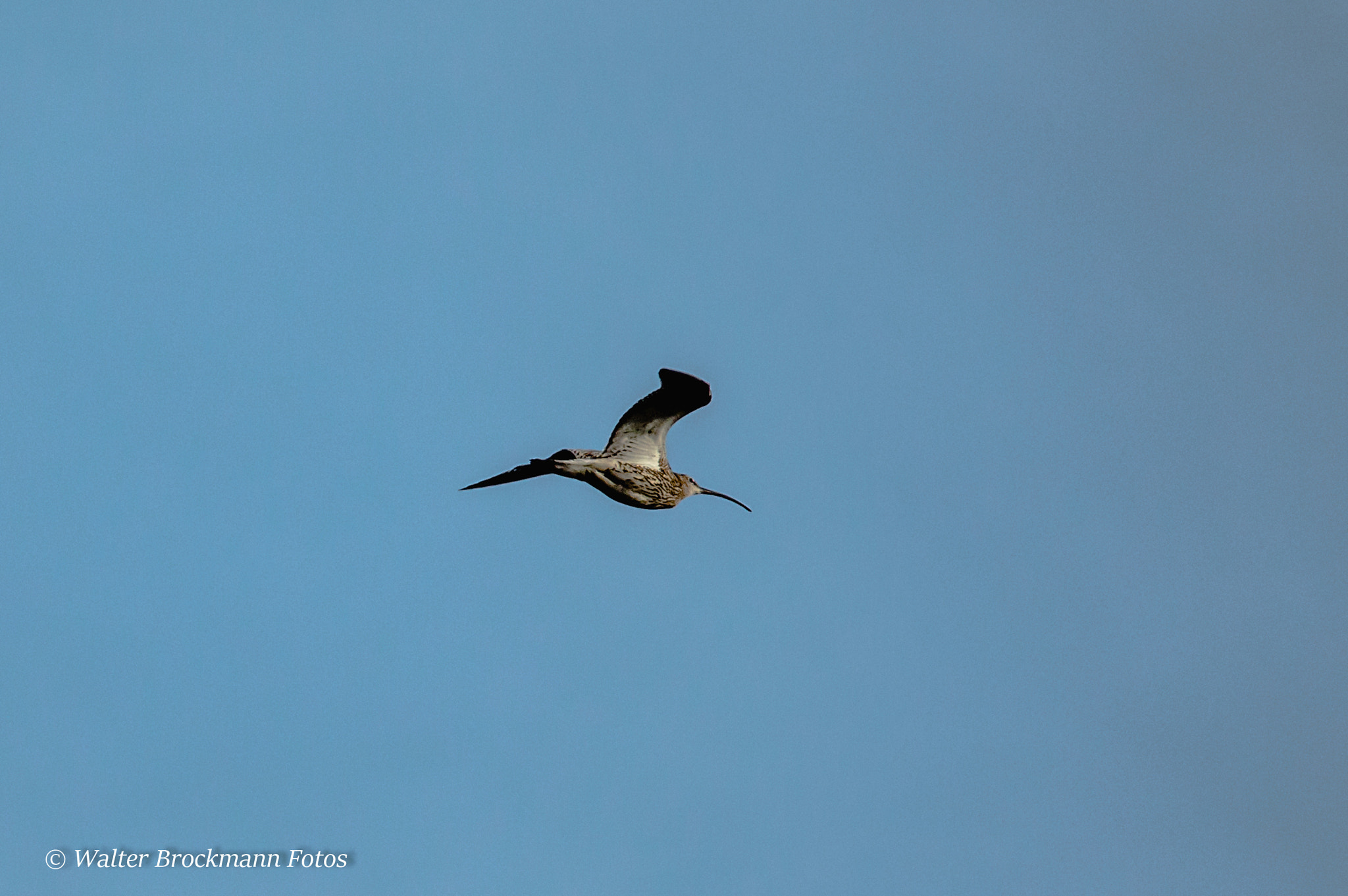 Sigma 150-500mm F5-6.3 DG OS HSM sample photo. Großer brachvogel photography