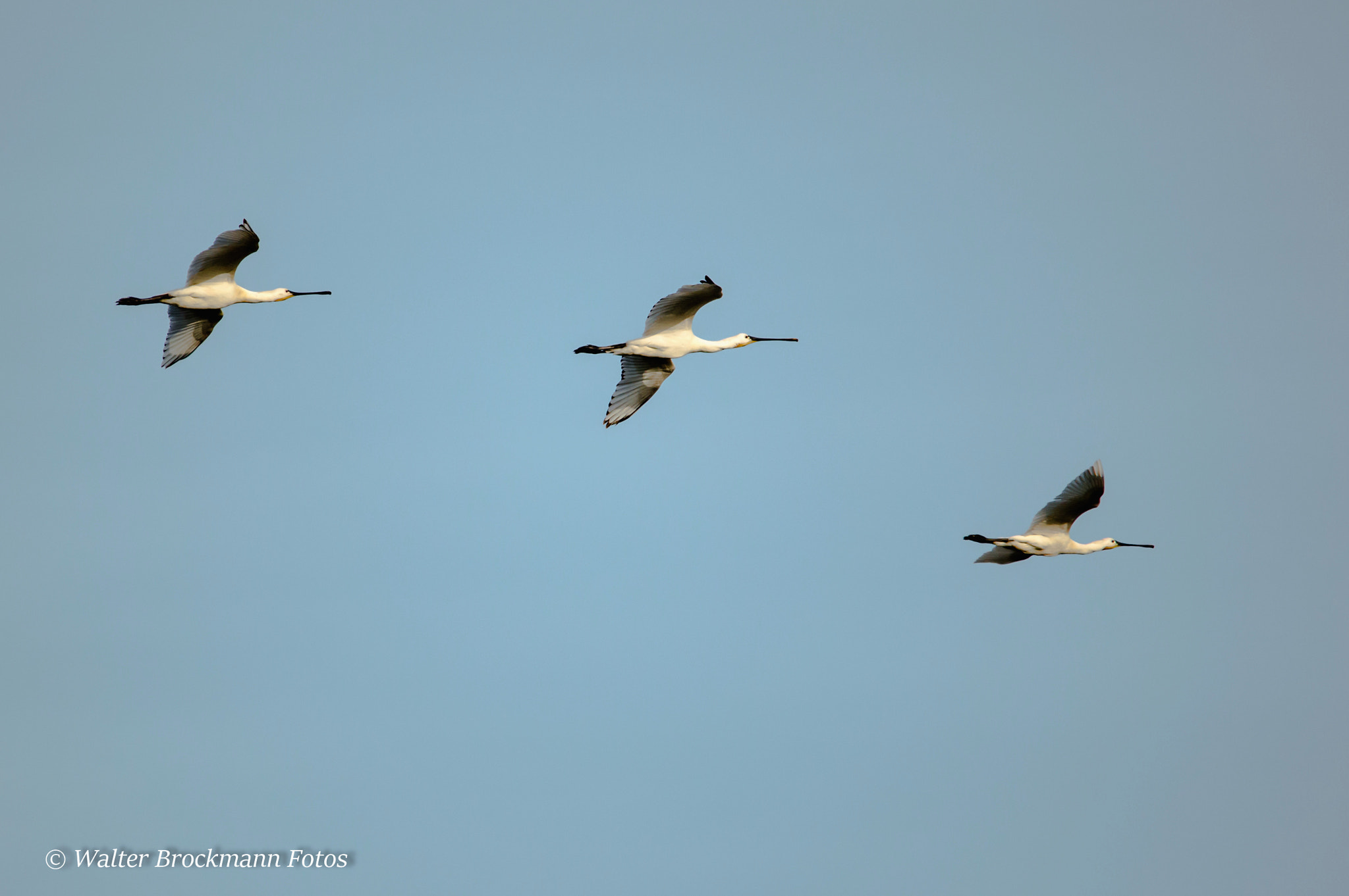 Sigma 150-500mm F5-6.3 DG OS HSM sample photo. Löffler photography