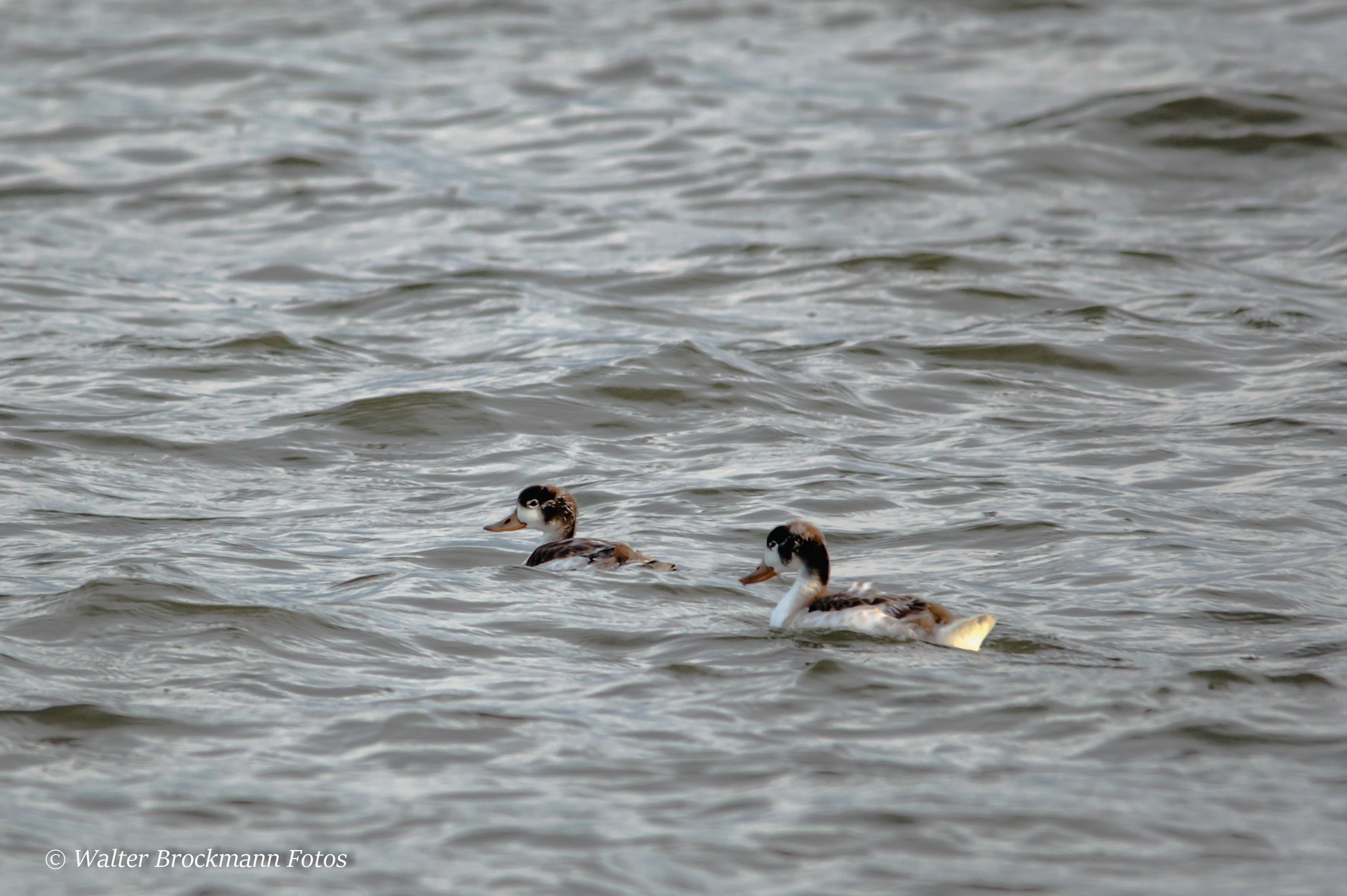 Sigma 150-500mm F5-6.3 DG OS HSM sample photo. Brandgänse photography