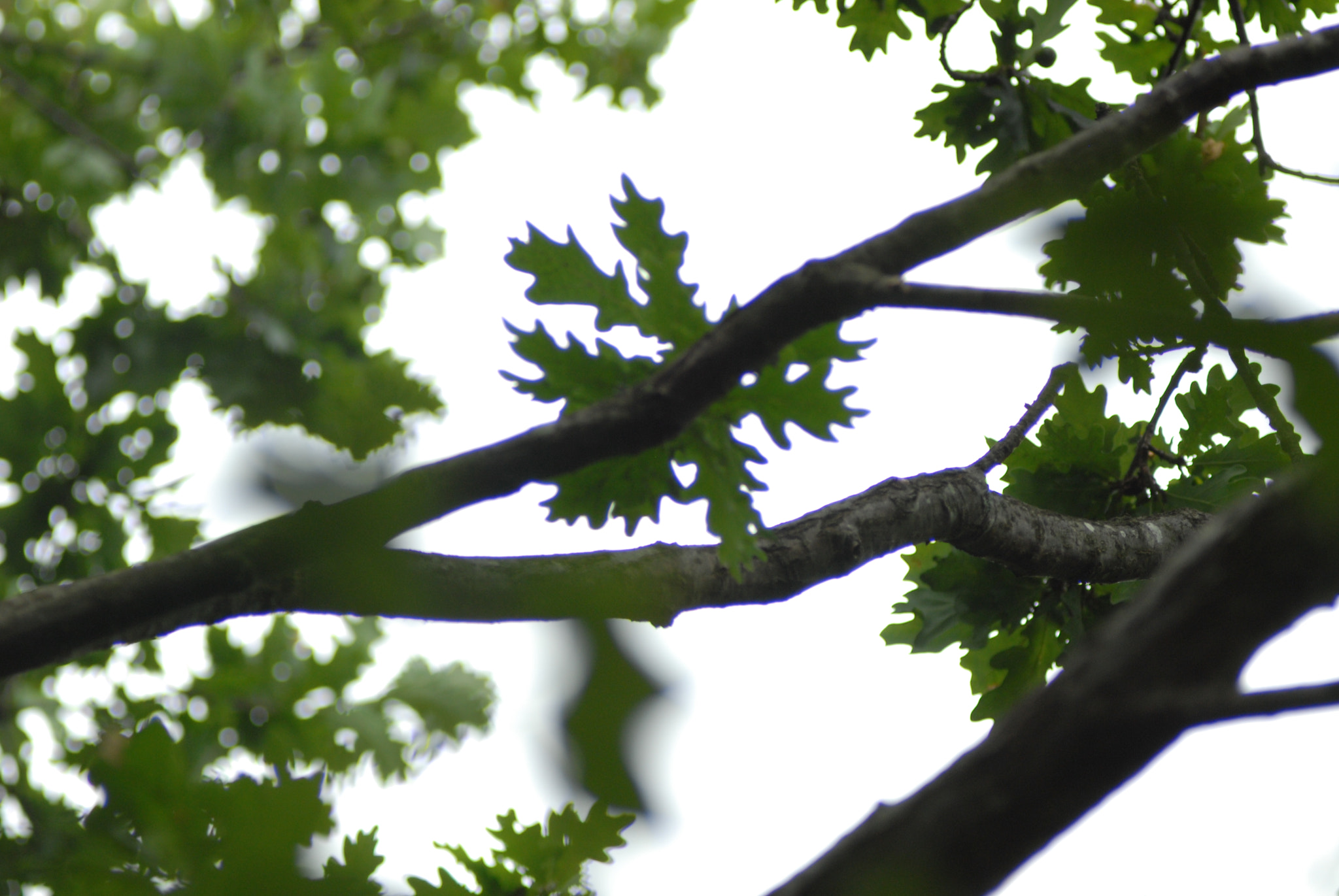 Nikon D200 + Manual Lens No CPU sample photo. Branch photography