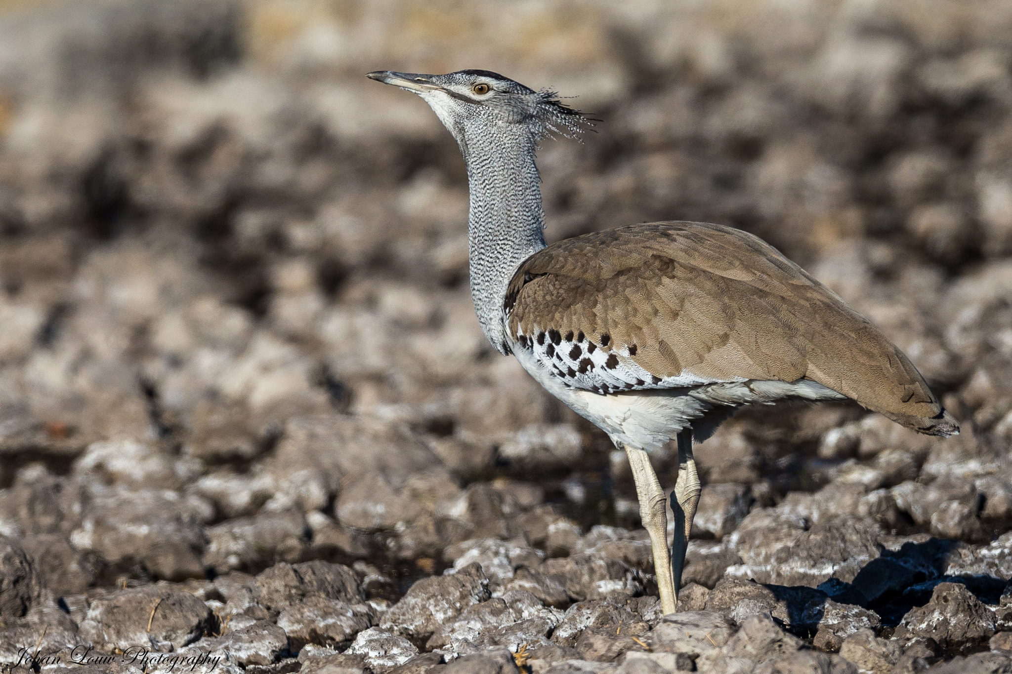 Canon EOS-1D X + Canon EF 400mm F2.8L IS II USM sample photo. Kori bustard photography