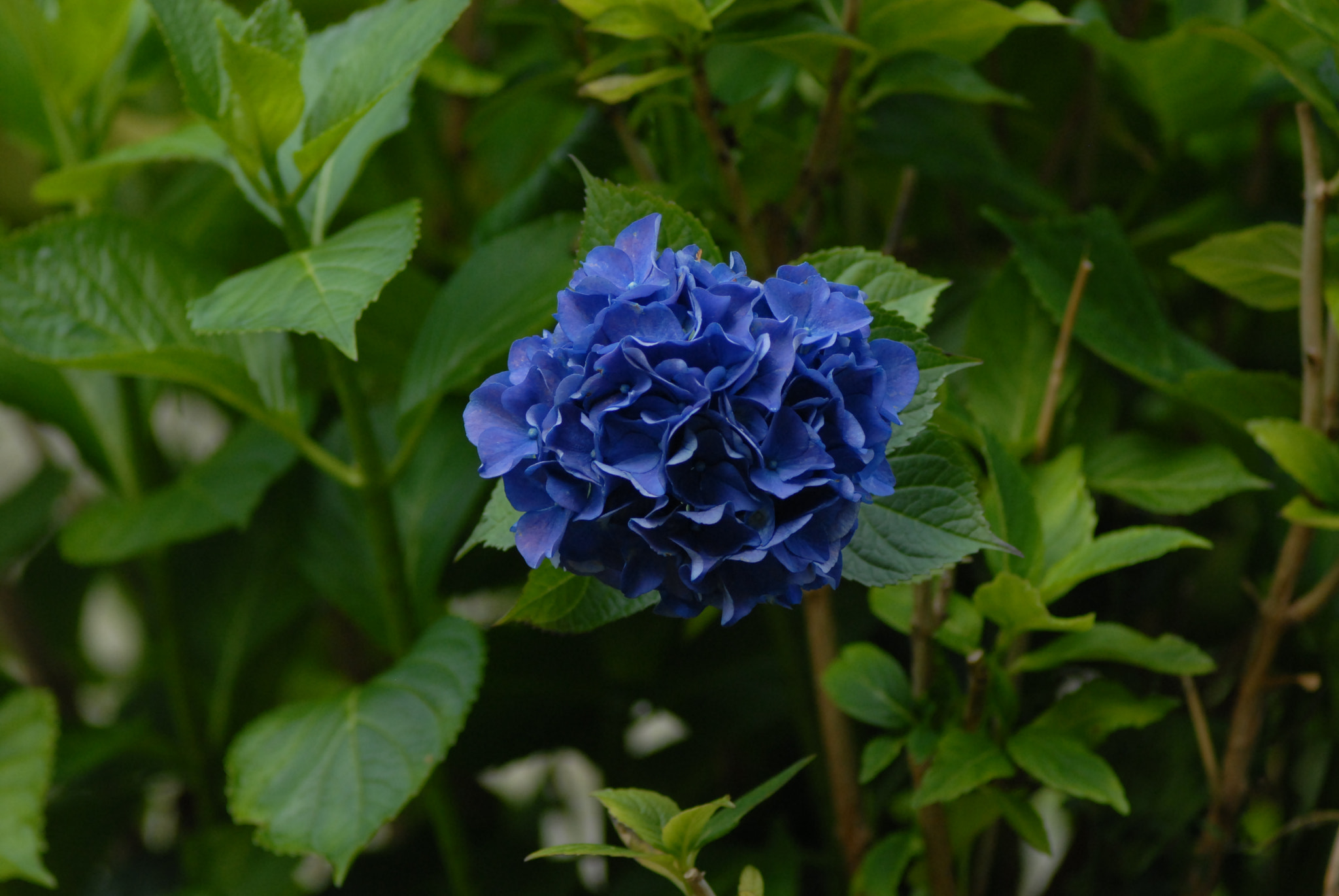 Nikon D200 + Manual Lens No CPU sample photo. Blue and green photography