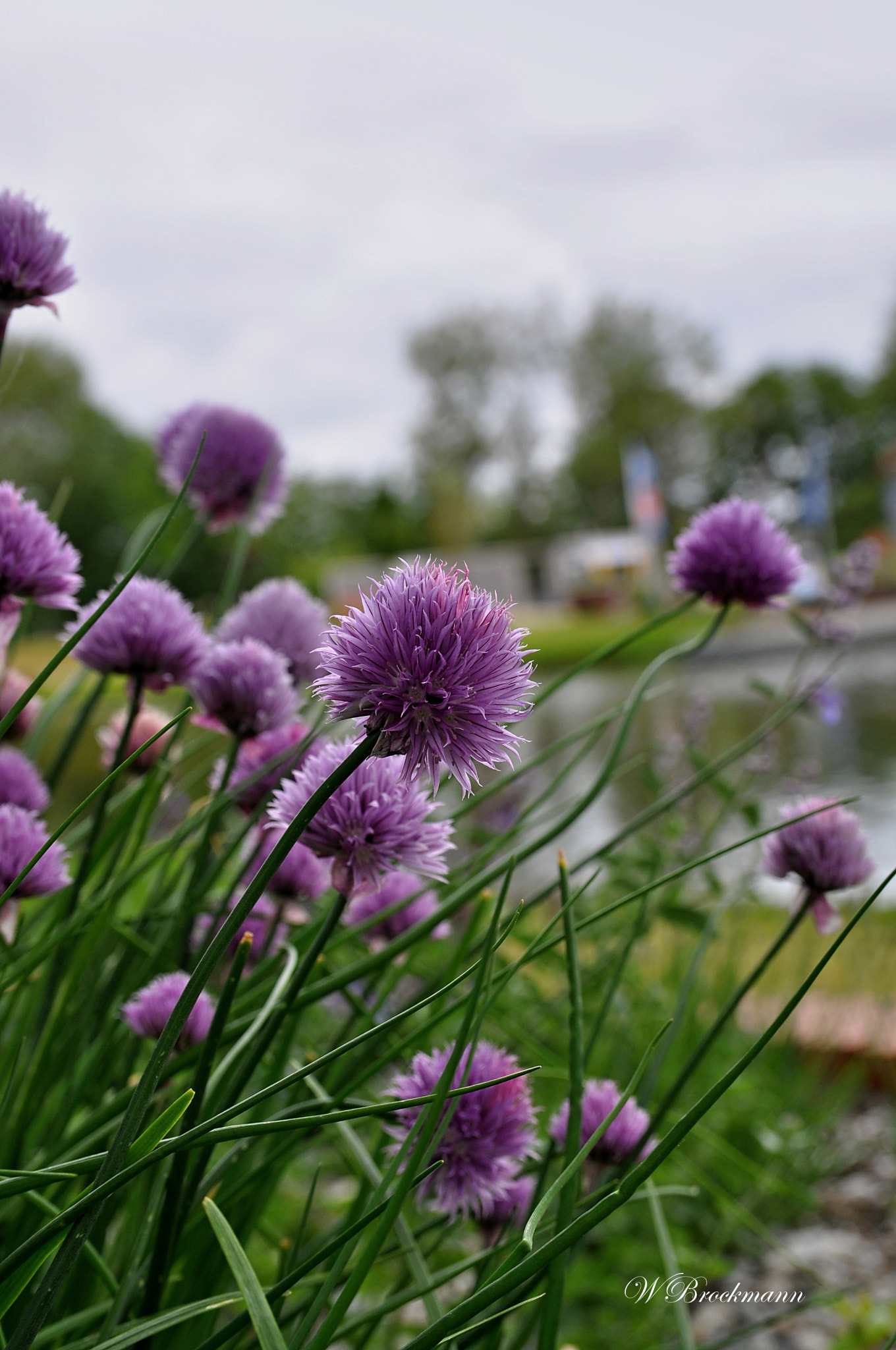 Sigma 17-50mm F2.8 EX DC OS HSM sample photo. Zierlauch photography