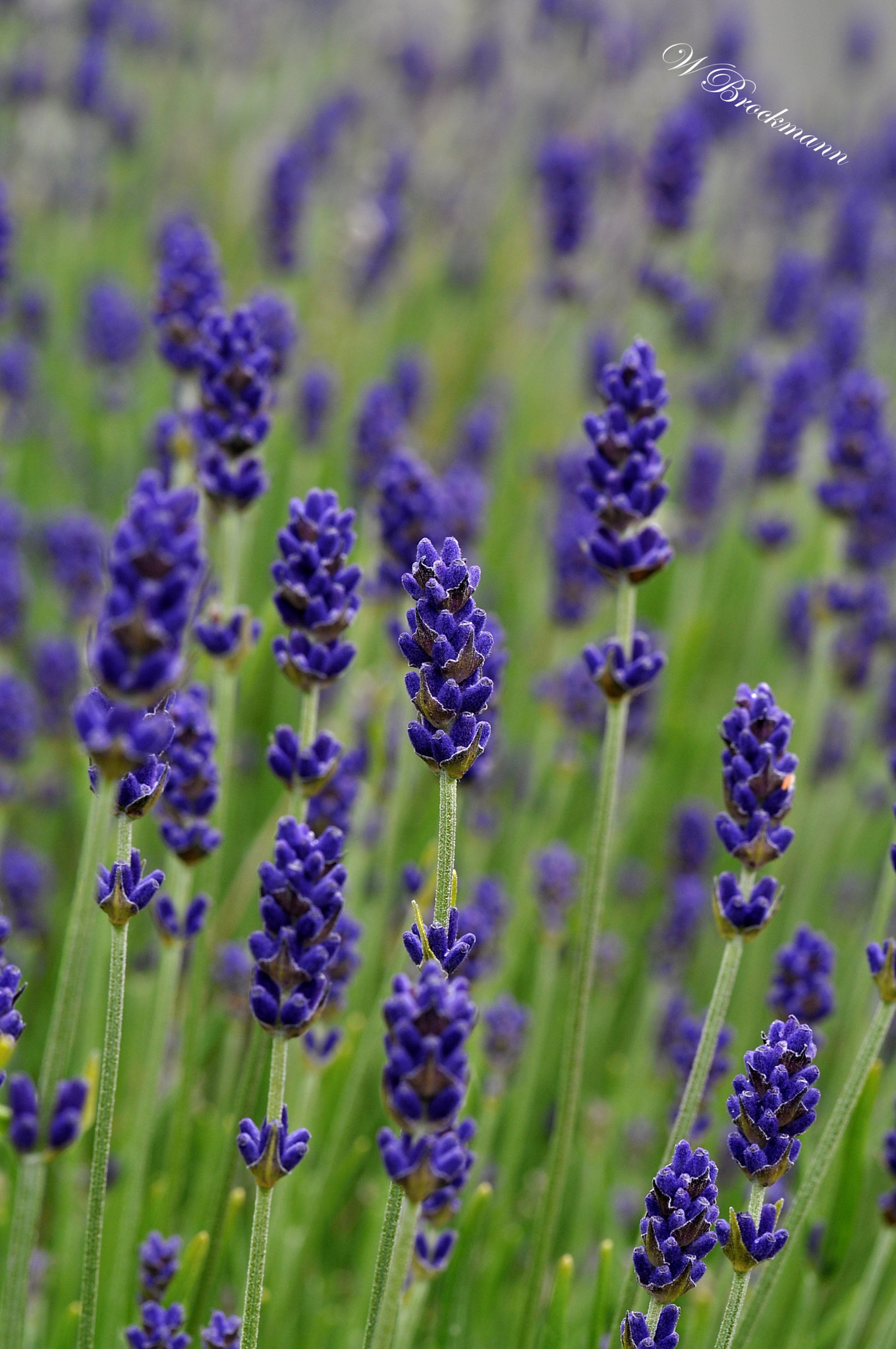 Nikon D5000 sample photo. Lavendel/blumen/fower photography