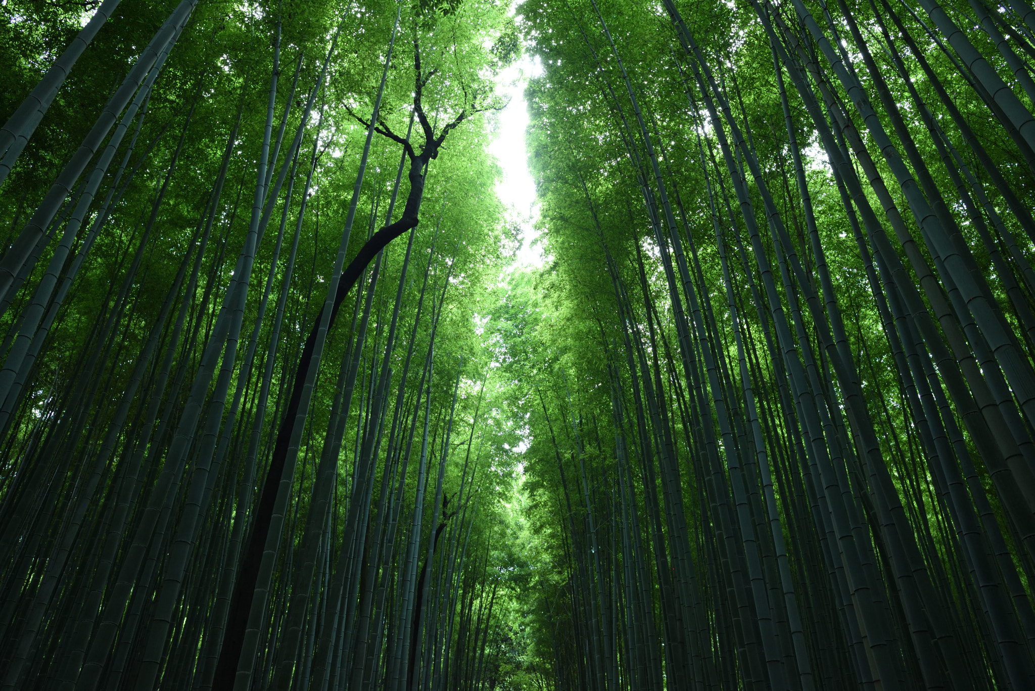 Nikon D750 + Nikon AF-S Nikkor 24mm F1.4G ED sample photo. Road of bamboo photography