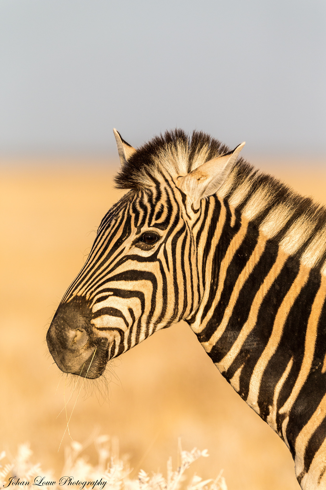 Canon EF 400mm F2.8L IS II USM sample photo. Zebra photography