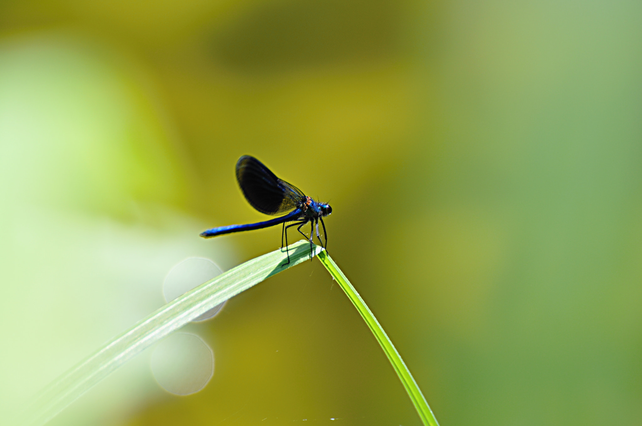 Nikon D5000 sample photo. Libelle photography