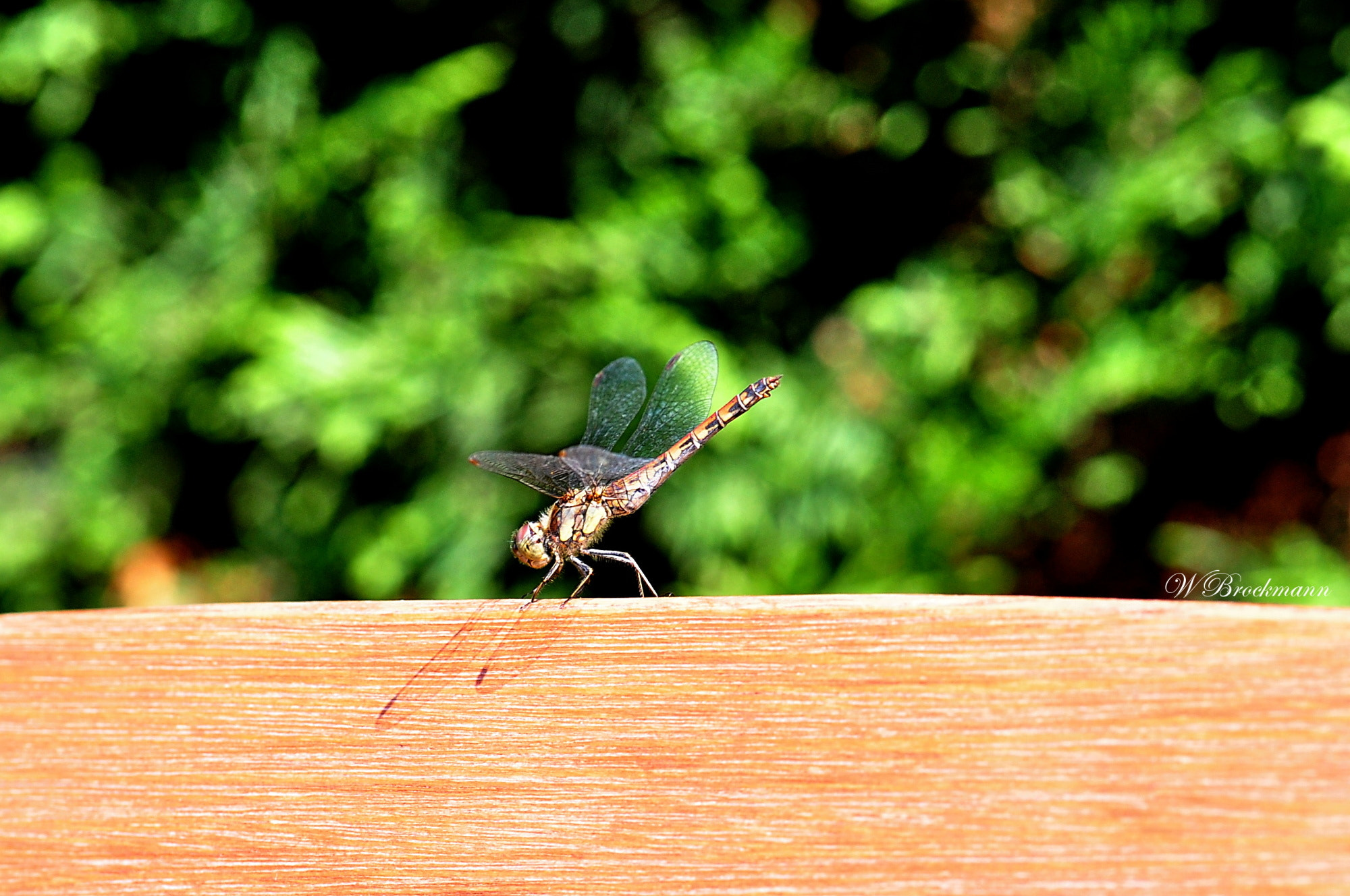 Nikon D5000 sample photo. Libelle photography