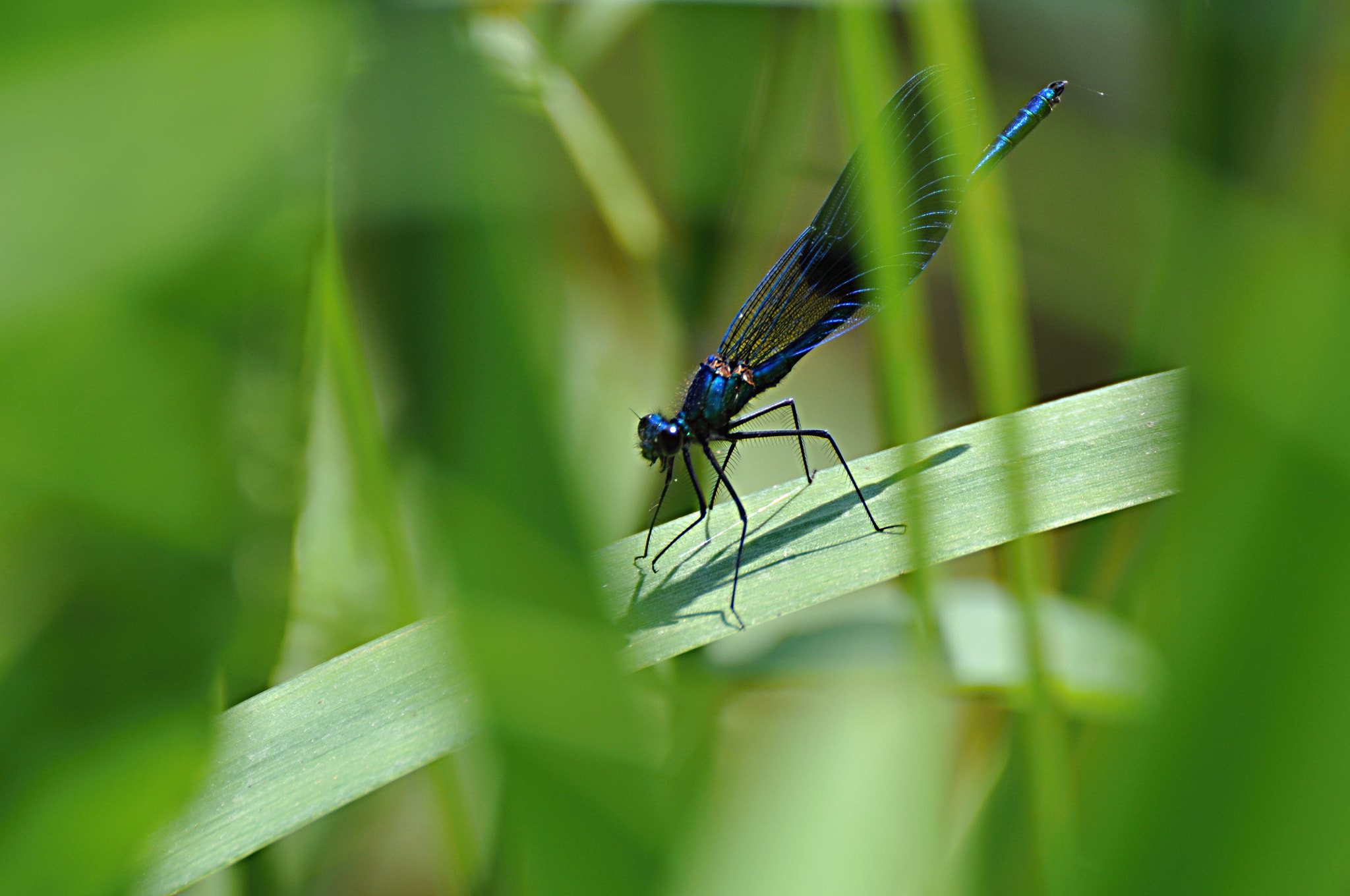 Nikon D5000 sample photo. Libelle photography