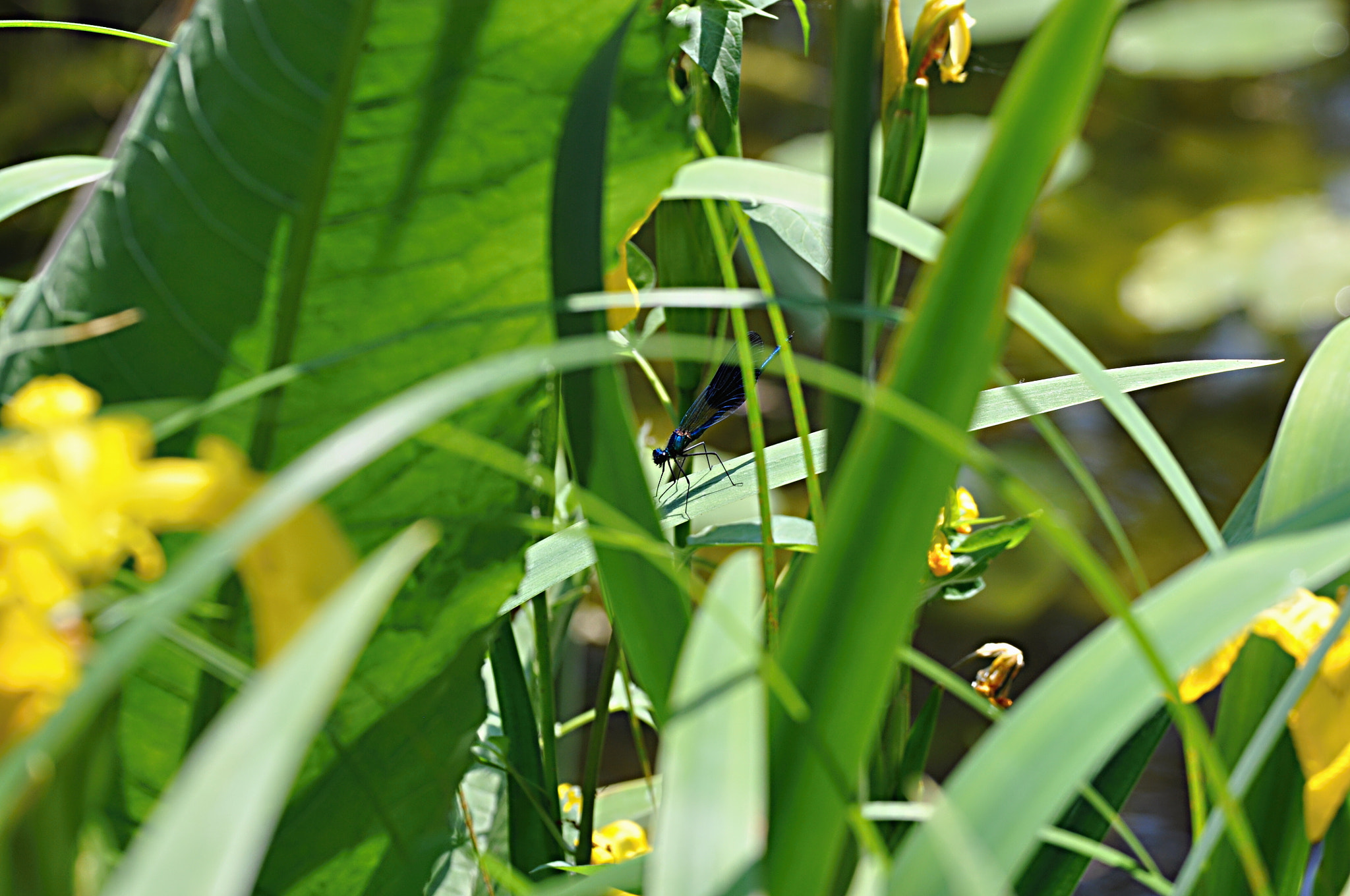 Nikon D5000 sample photo. Libelle photography