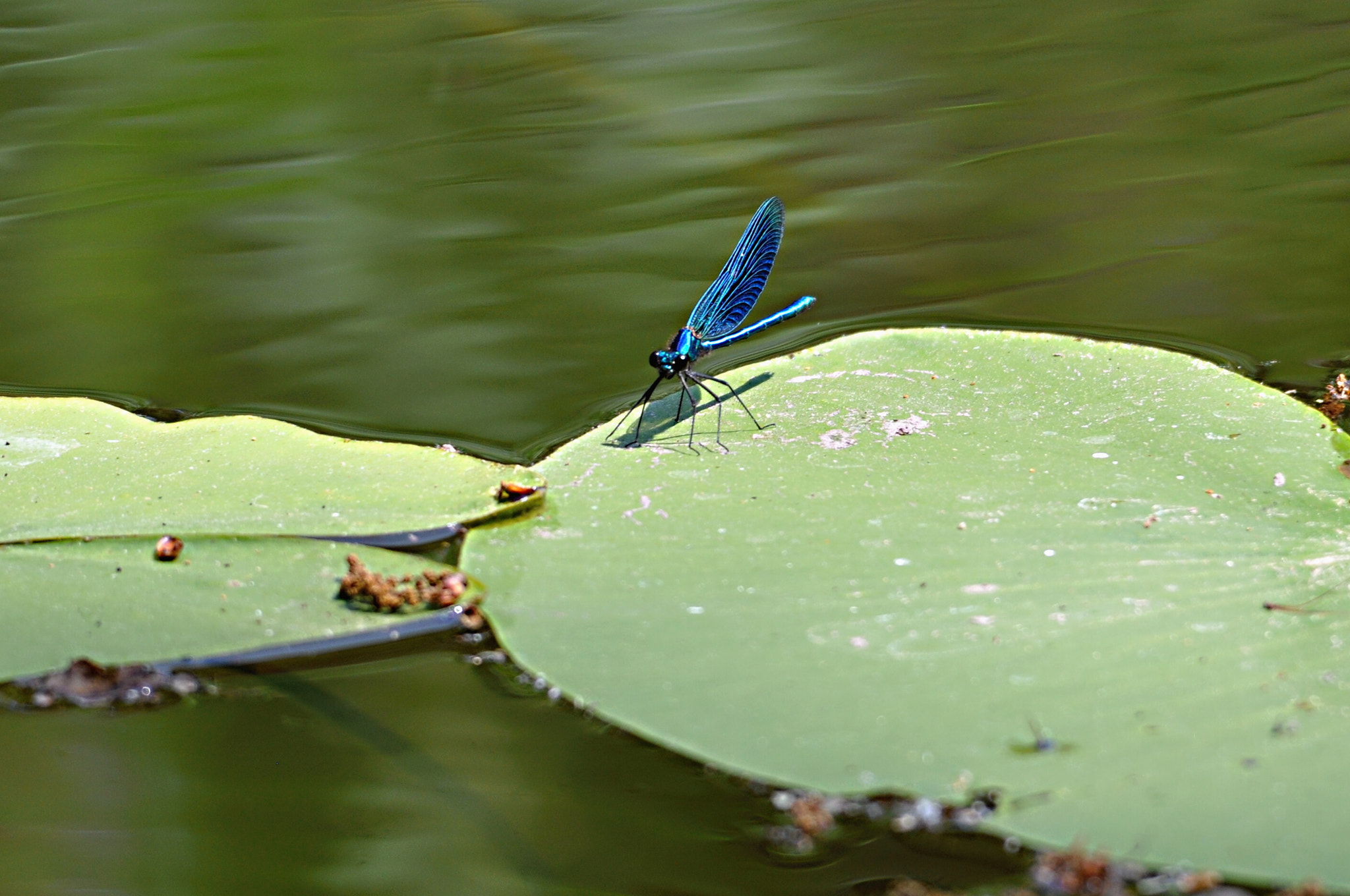 Sigma 150-500mm F5-6.3 DG OS HSM sample photo. Libelle photography