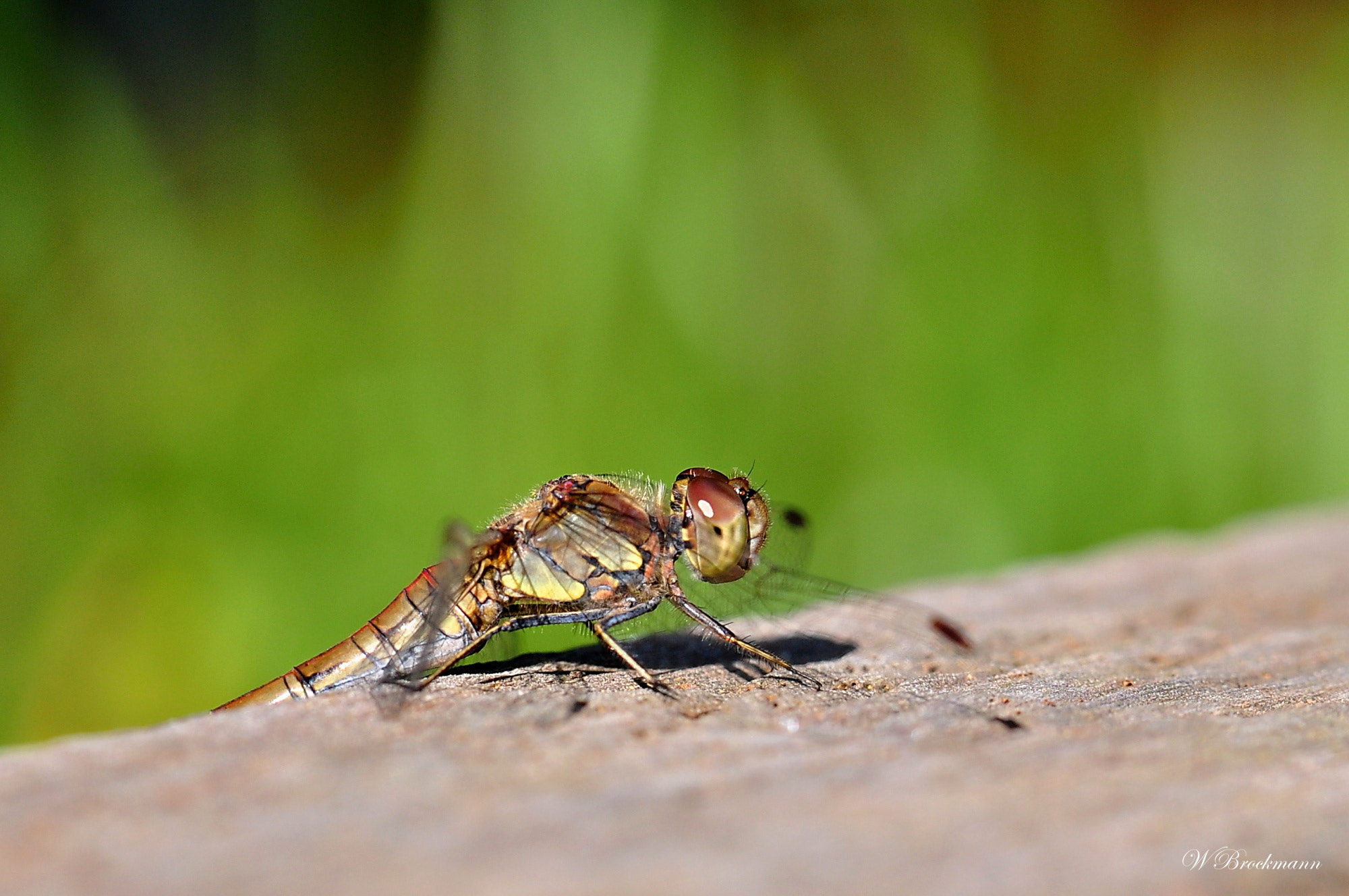 Nikon D5000 sample photo. Libelle photography