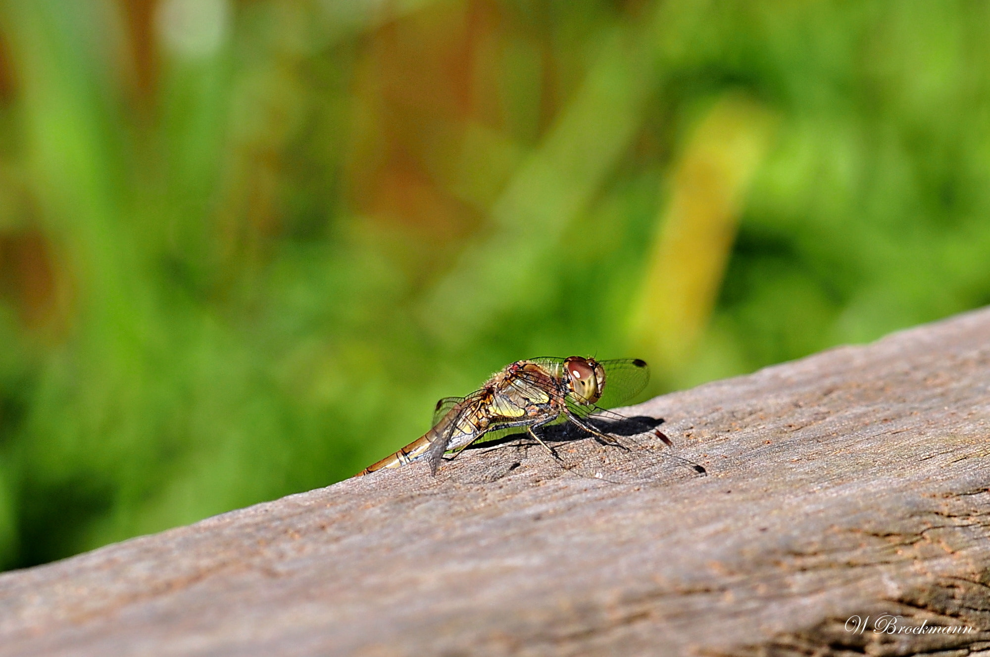 Nikon D5000 sample photo. Libelle photography