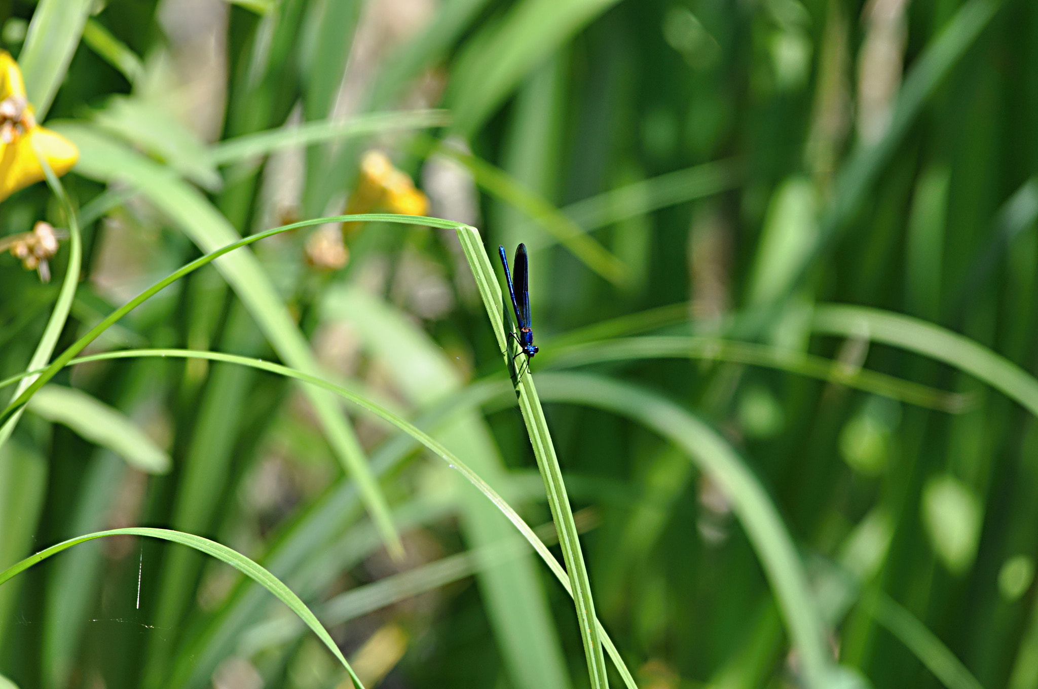 Sigma 150-500mm F5-6.3 DG OS HSM sample photo. () photography