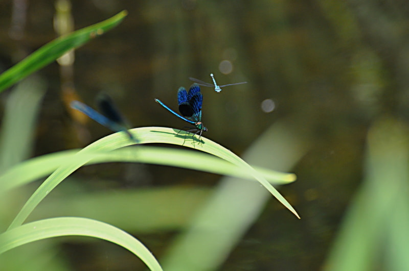 Nikon D5000 sample photo. Libelle photography