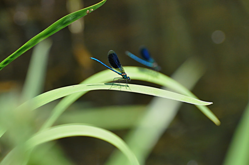 Nikon D5000 sample photo. Libelle photography