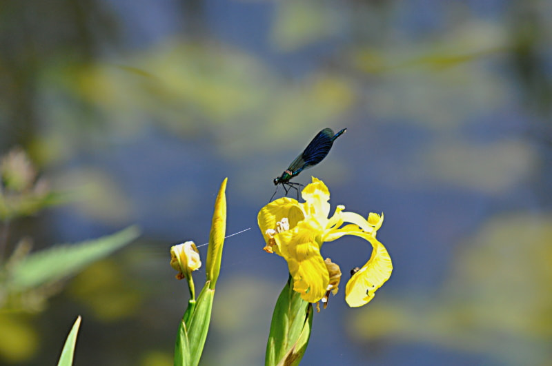 Nikon D5000 sample photo. Libelle photography