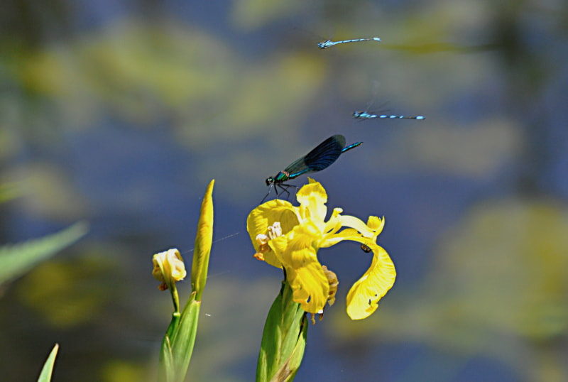 Nikon D5000 sample photo. Libelle photography