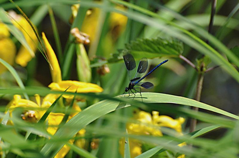 Nikon D5000 sample photo. Libelle photography