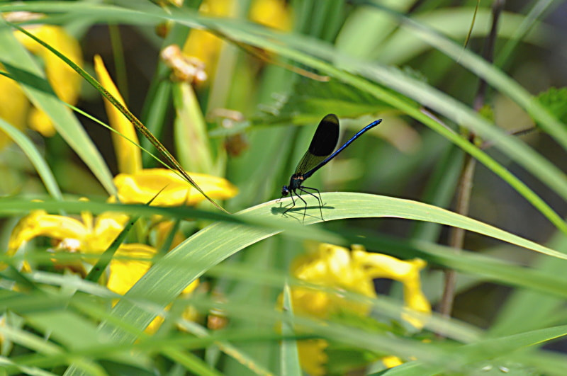 Nikon D5000 sample photo. Libelle photography