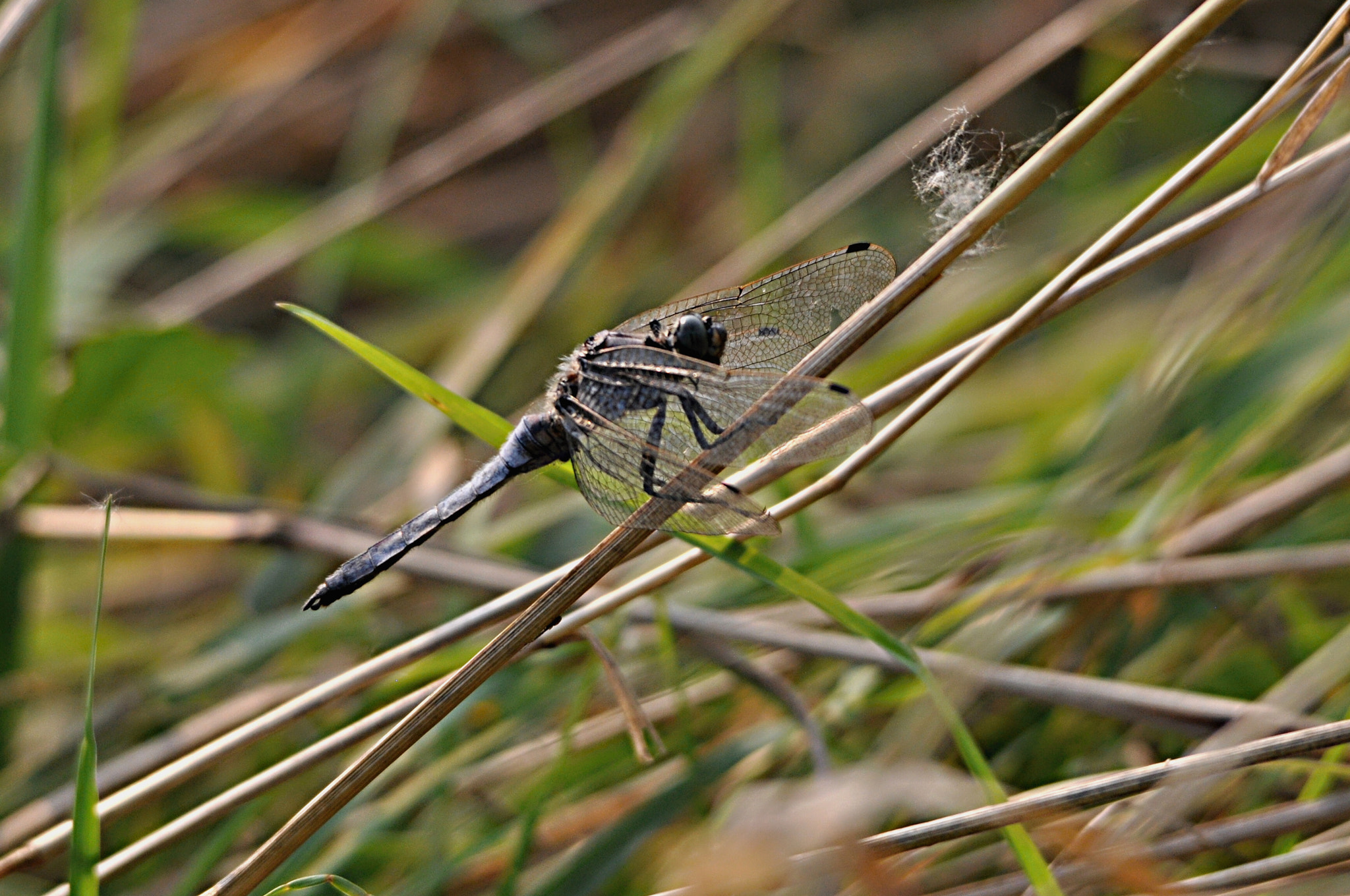 Sigma 150-500mm F5-6.3 DG OS HSM sample photo. Libelle photography