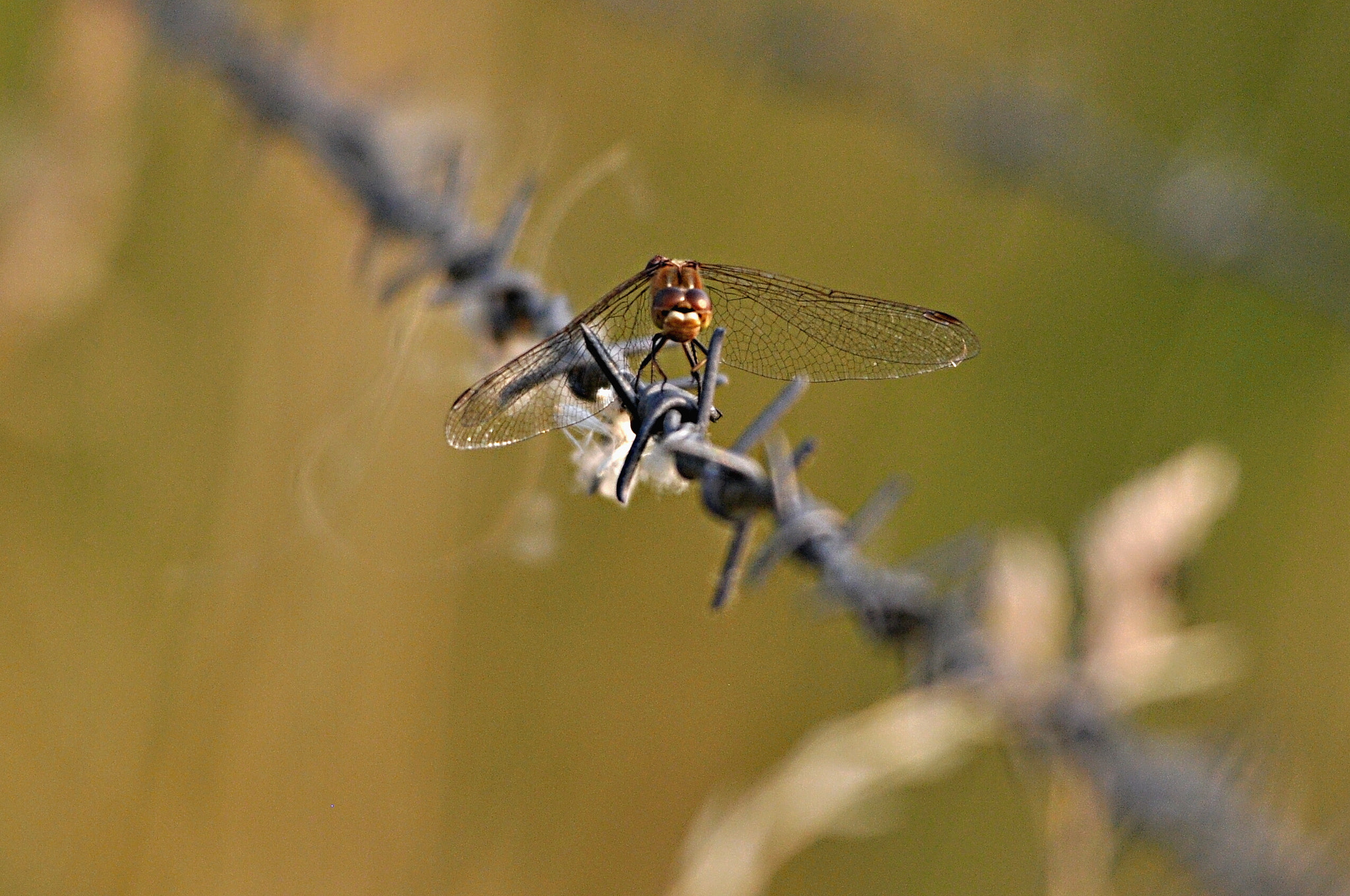 Sigma 150-500mm F5-6.3 DG OS HSM sample photo. Libelle photography