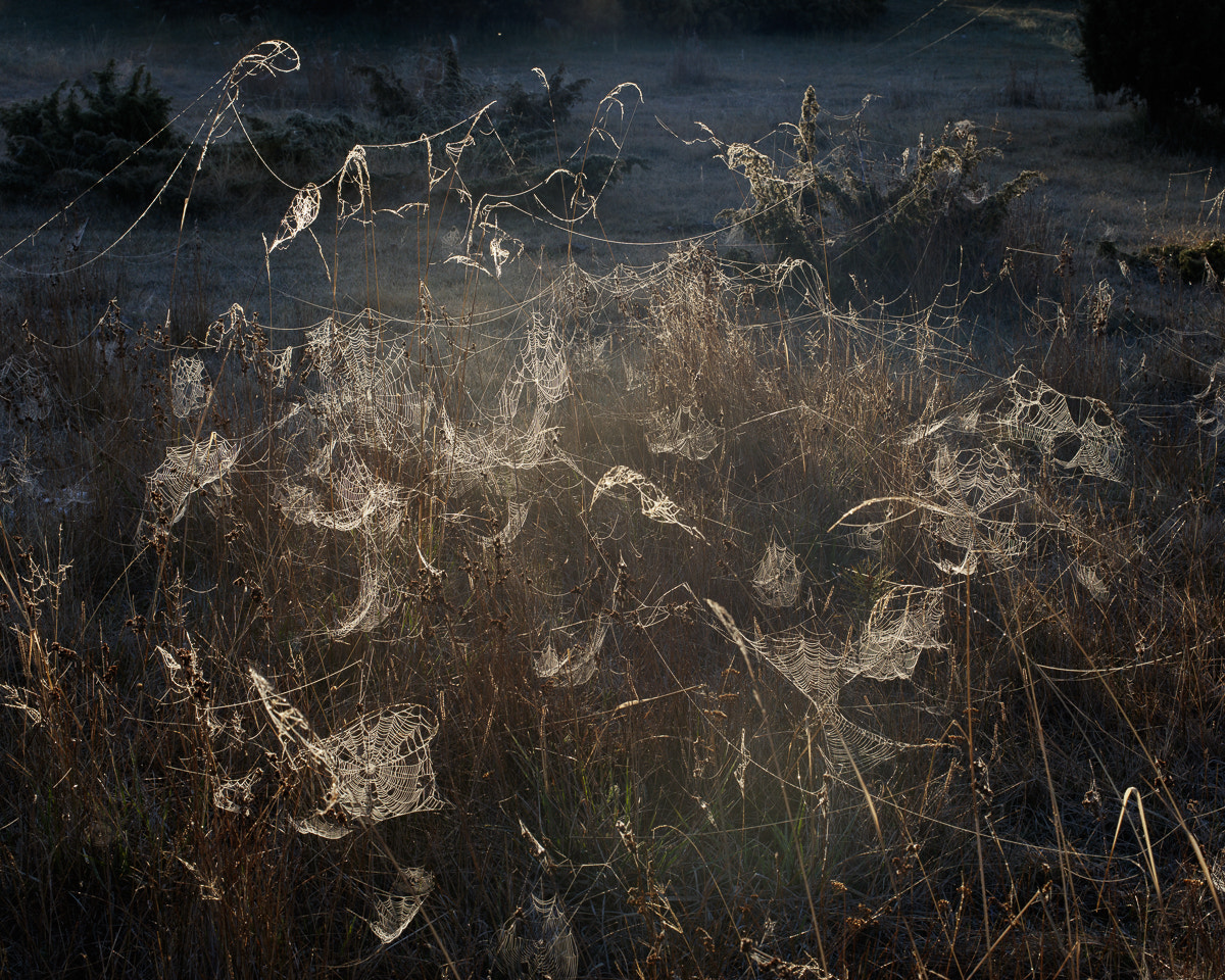 Canon EOS 5DS R + ZEISS Otus 55mm F1.4 sample photo. Norra Öland i photography