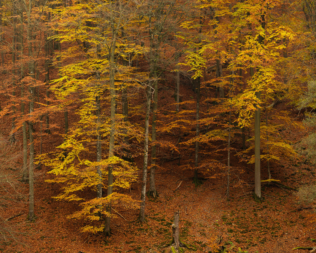 ZEISS Apo Sonnar T* 135mm F2 sample photo. Söderåsen nationalpark iv photography