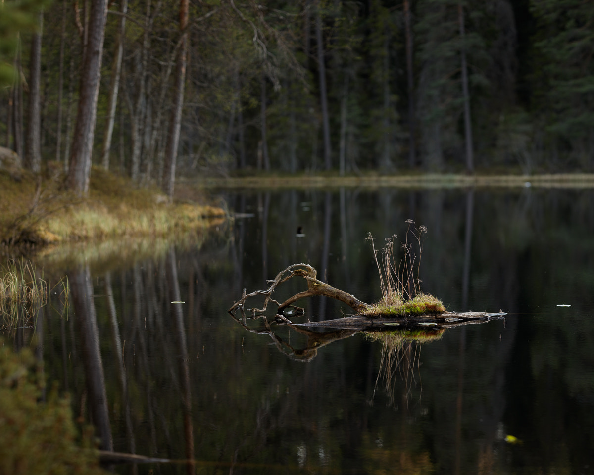 ZEISS Apo Sonnar T* 135mm F2 sample photo. Norra kvill i photography