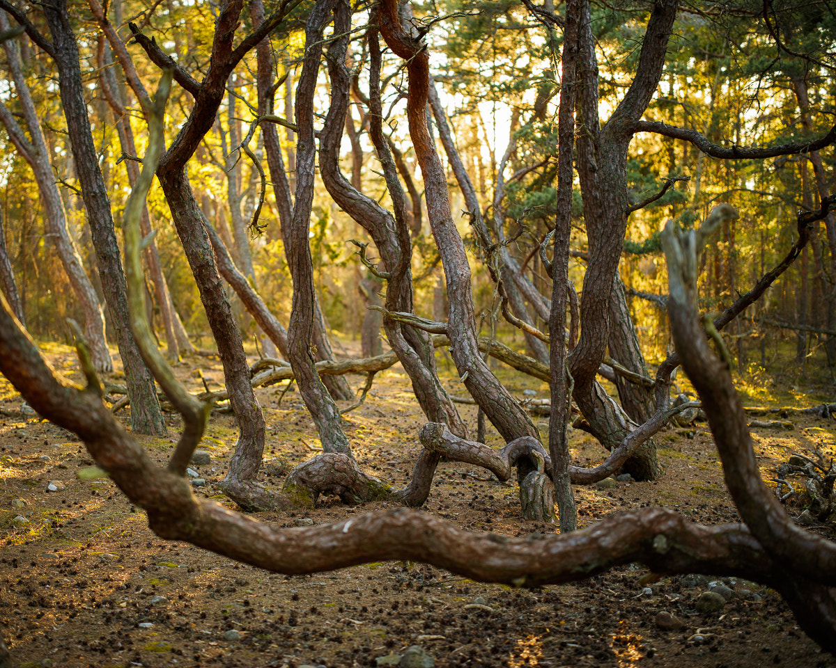 ZEISS Otus 55mm F1.4 sample photo. Norra Öland vi photography