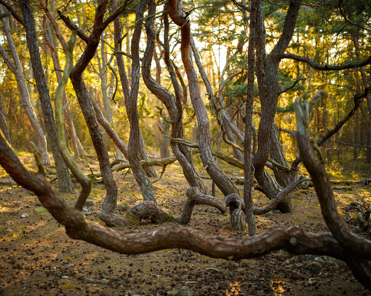 Canon EOS 5DS R + ZEISS Otus 55mm F1.4 sample photo. Norra Öland vi photography