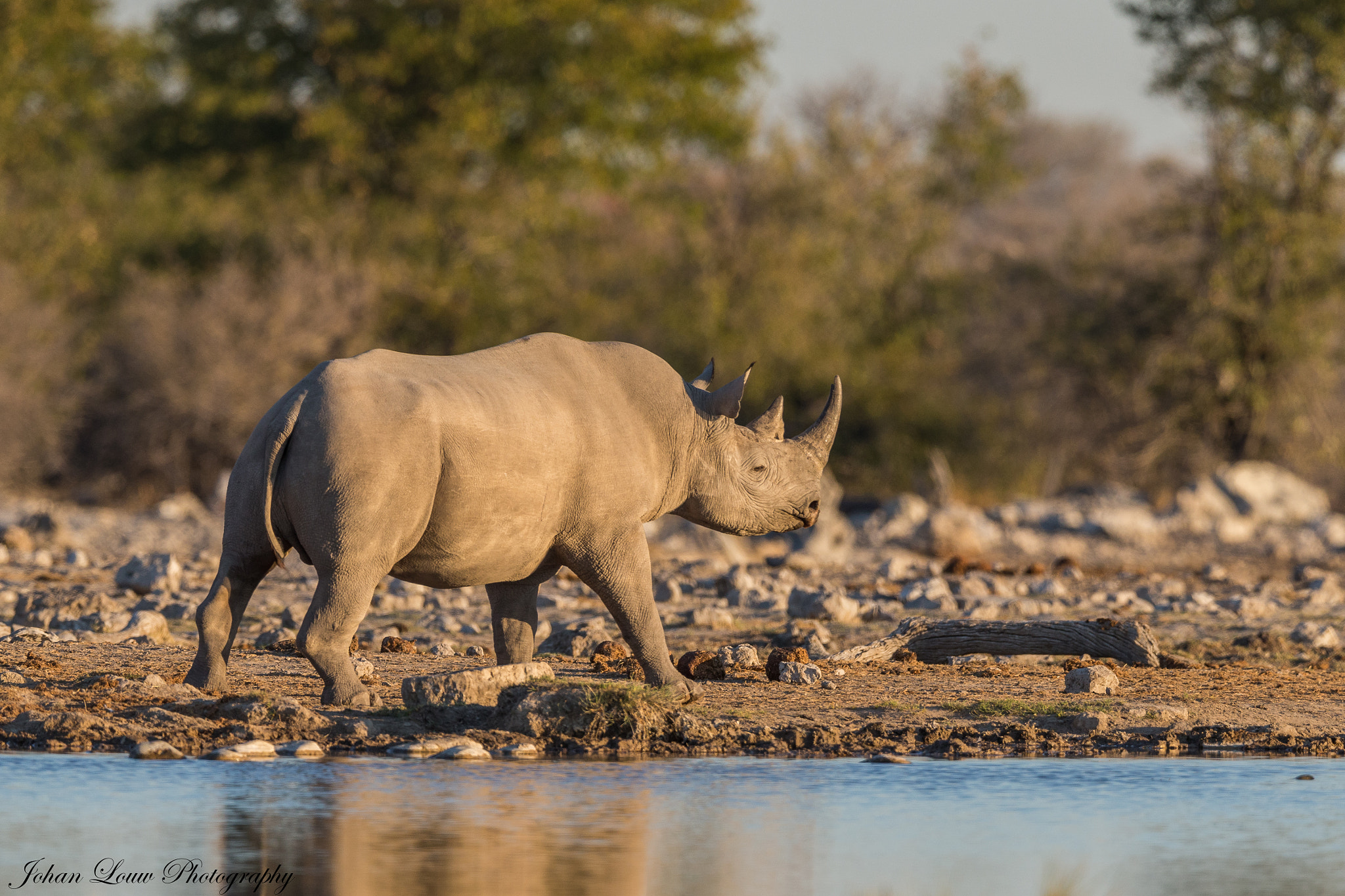 Canon EF 400mm F2.8L IS II USM sample photo. Black rhino photography