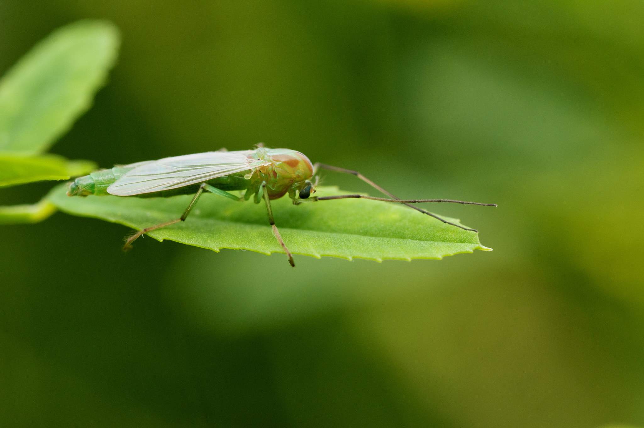 Nikon D90 + Nikon AF Micro-Nikkor 60mm F2.8D sample photo. Diptera photography