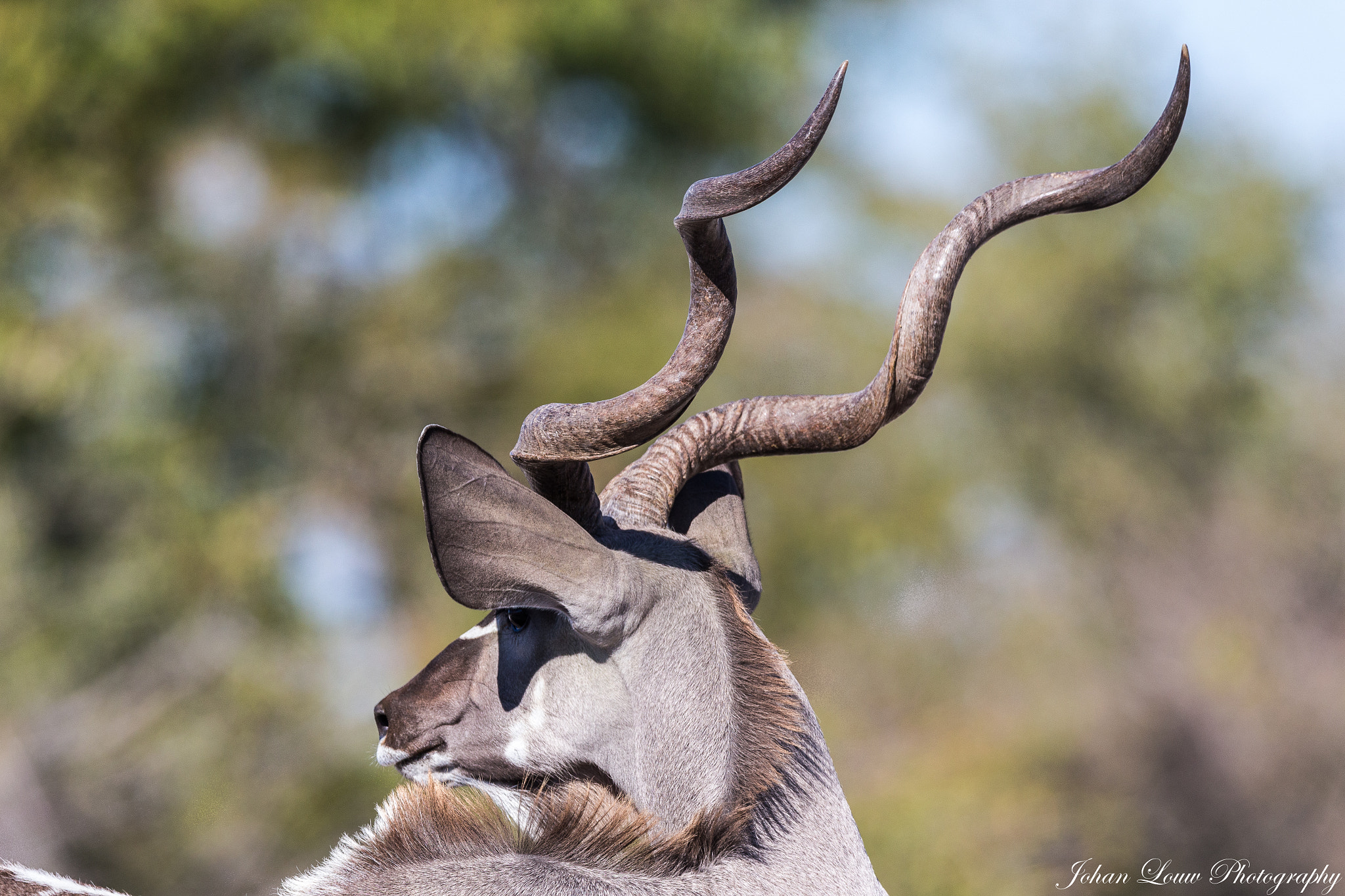 Canon EF 400mm F2.8L IS II USM sample photo. Kudu photography