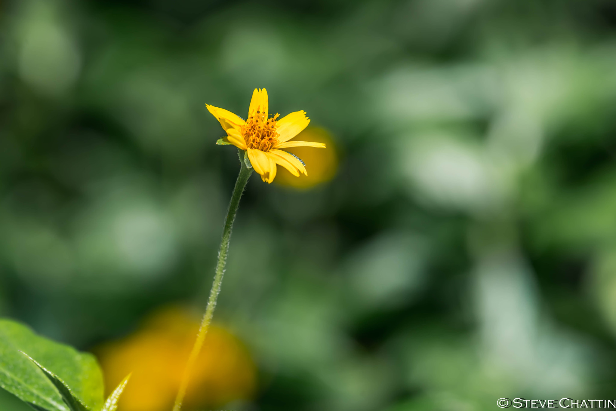 Sigma 150mm F2.8 EX DG Macro HSM sample photo. Passing flower photography