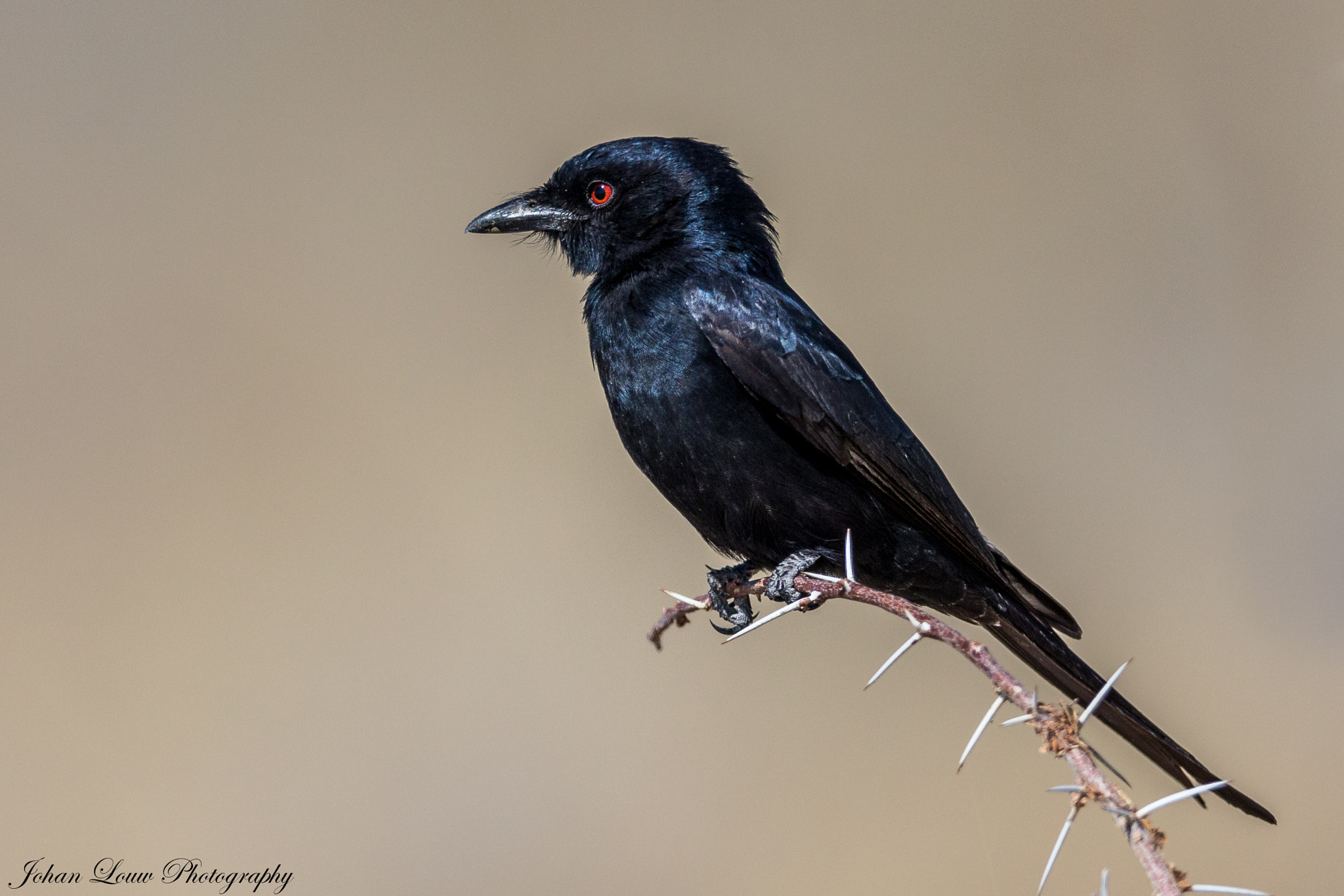 Canon EF 400mm F2.8L IS II USM sample photo. Fork-tailed drongo photography