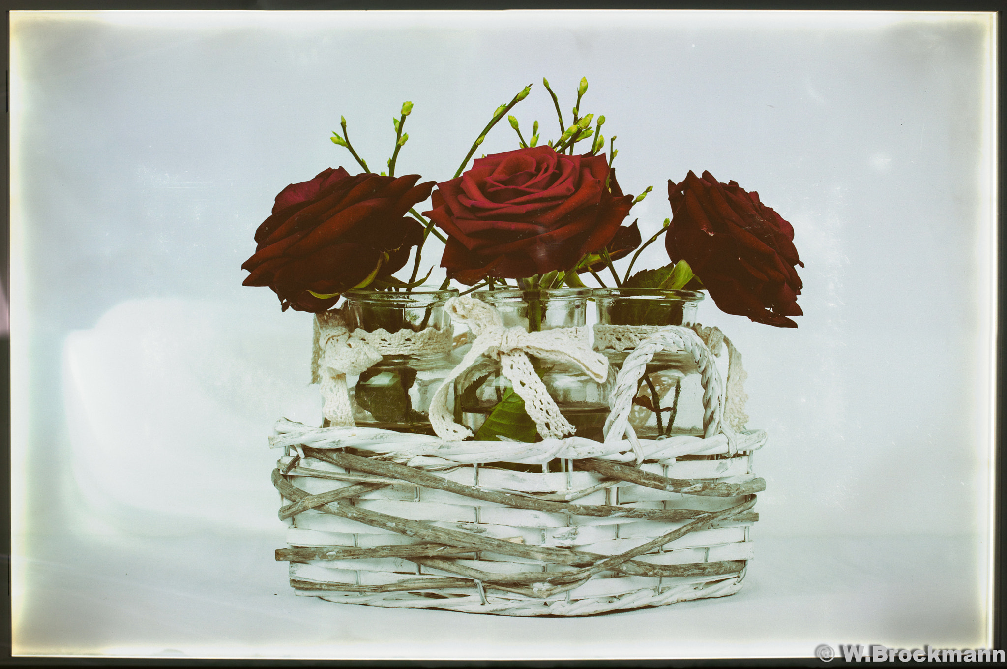 Nikon D5000 sample photo. Blumen/flower photography