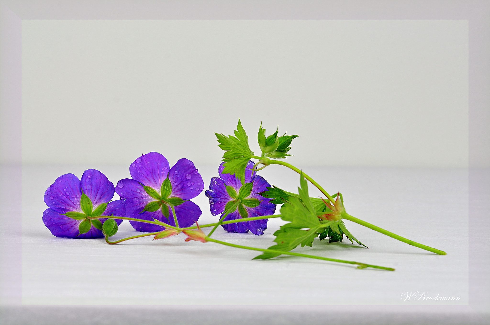 Nikon D5000 sample photo. Blumen photography