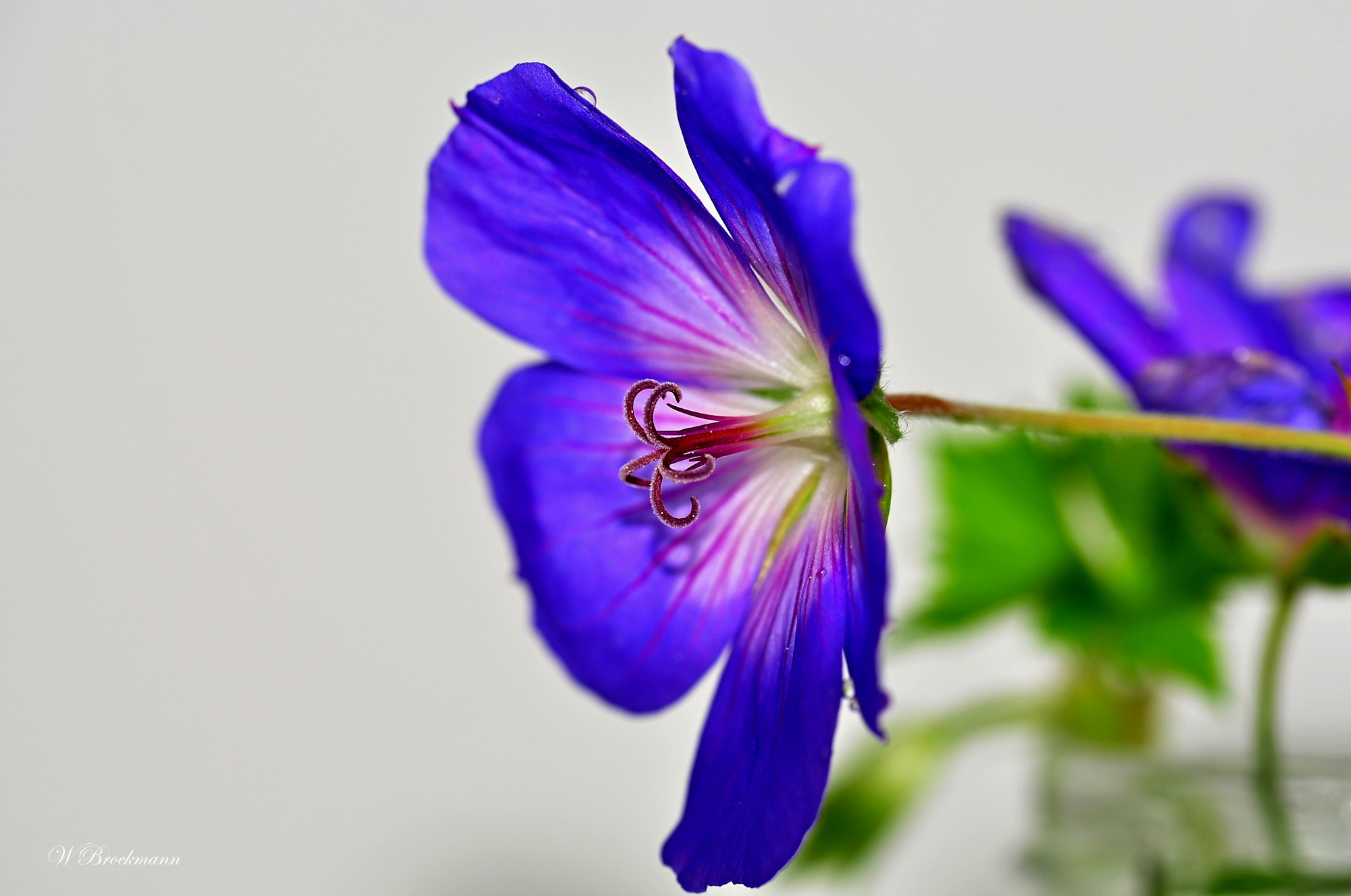Nikon D5000 sample photo. Storchenschnabel photography
