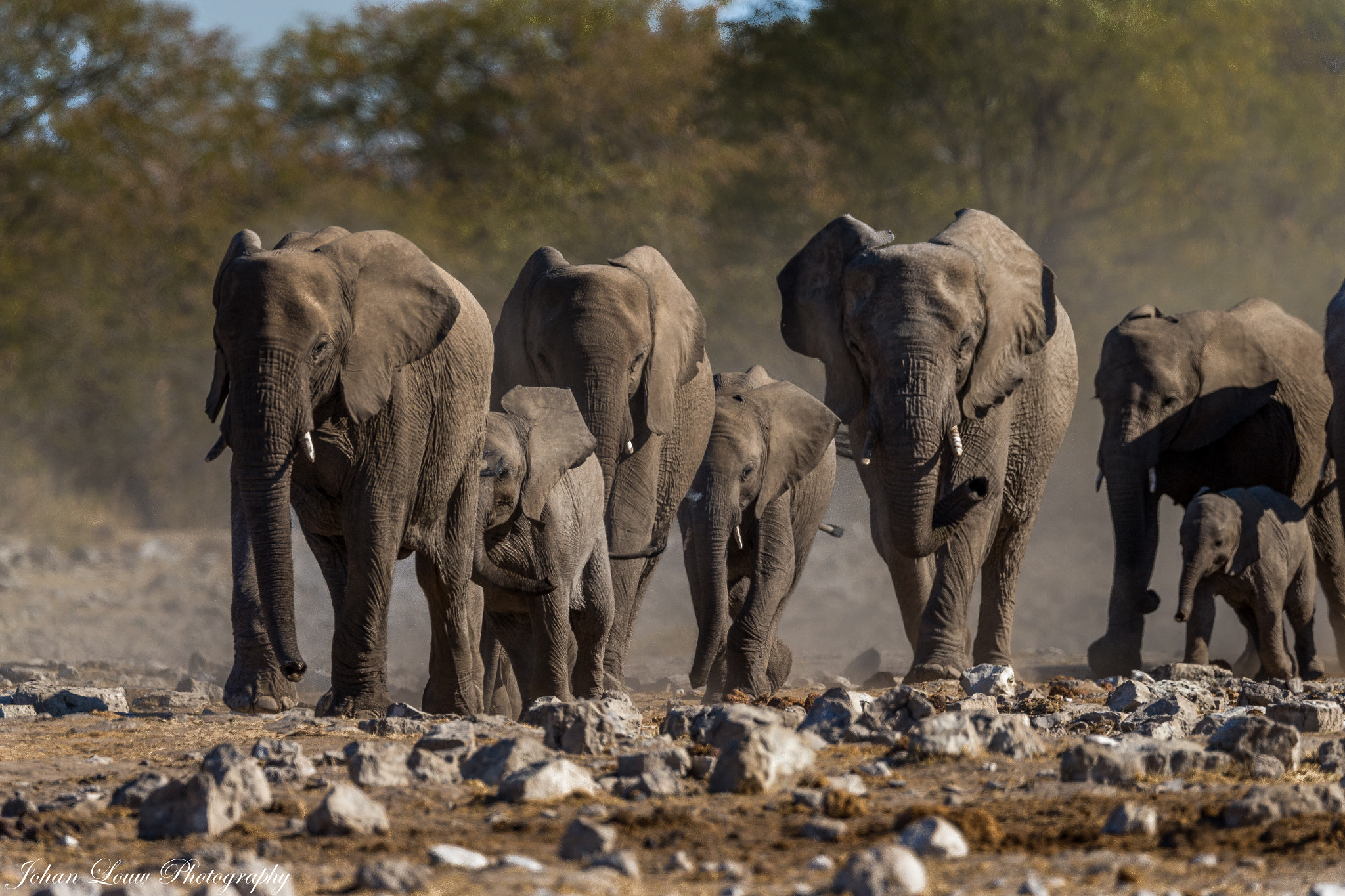 Canon EF 400mm F2.8L IS II USM sample photo. African elephants photography