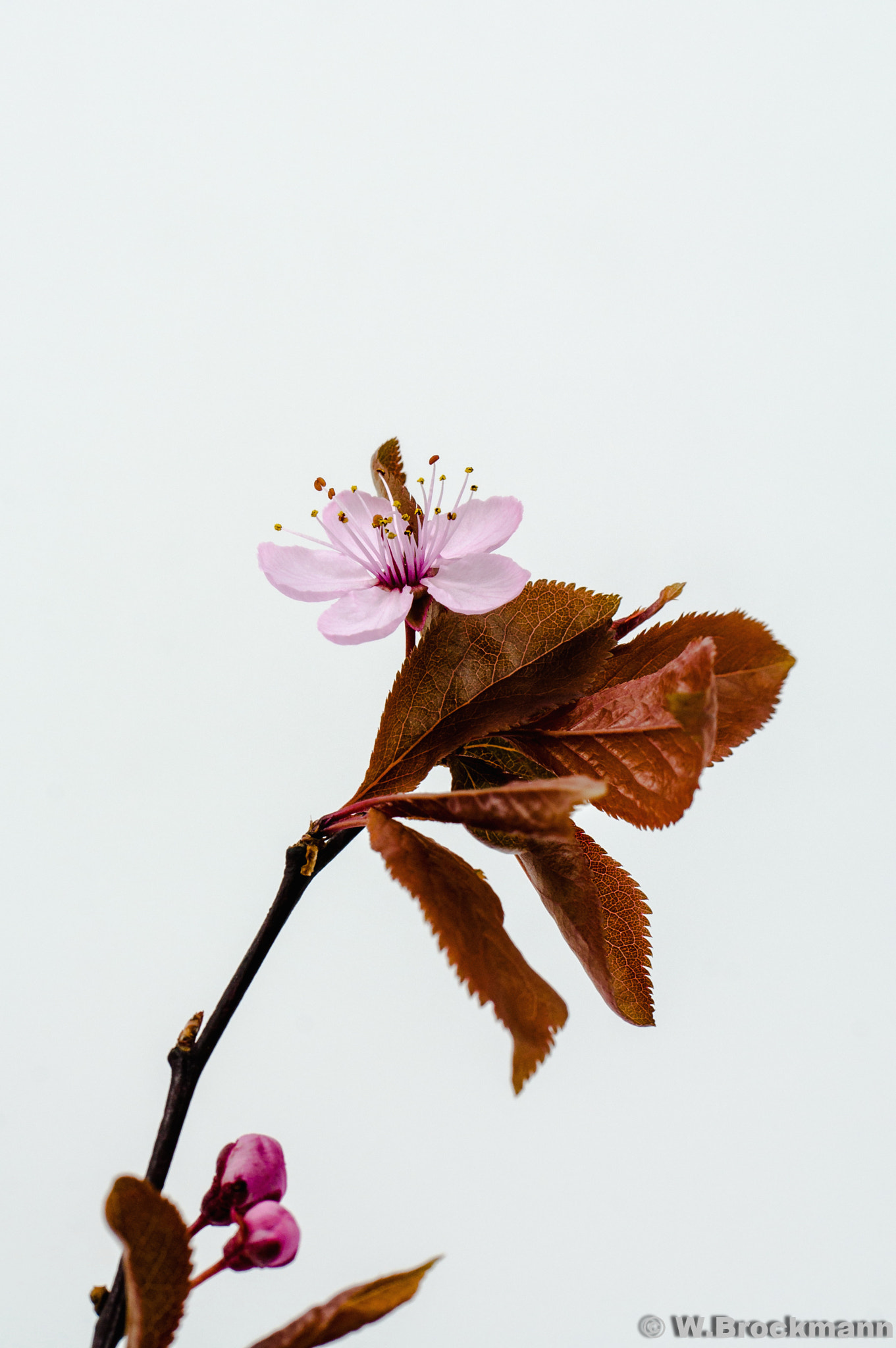 Nikon D5000 sample photo. Kirschblüte photography